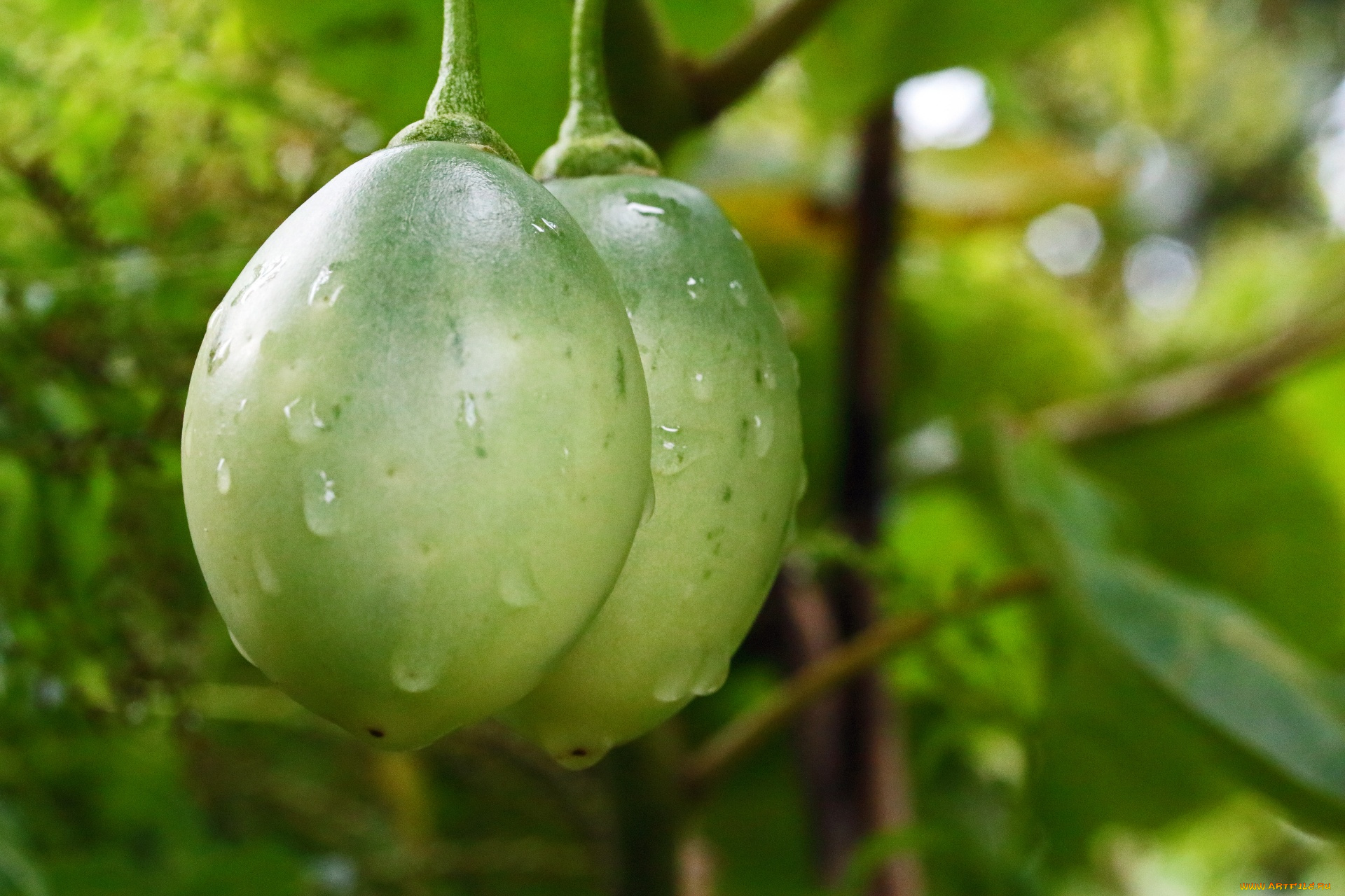 tomato, fruit, природа, плоды, tomato, fruit