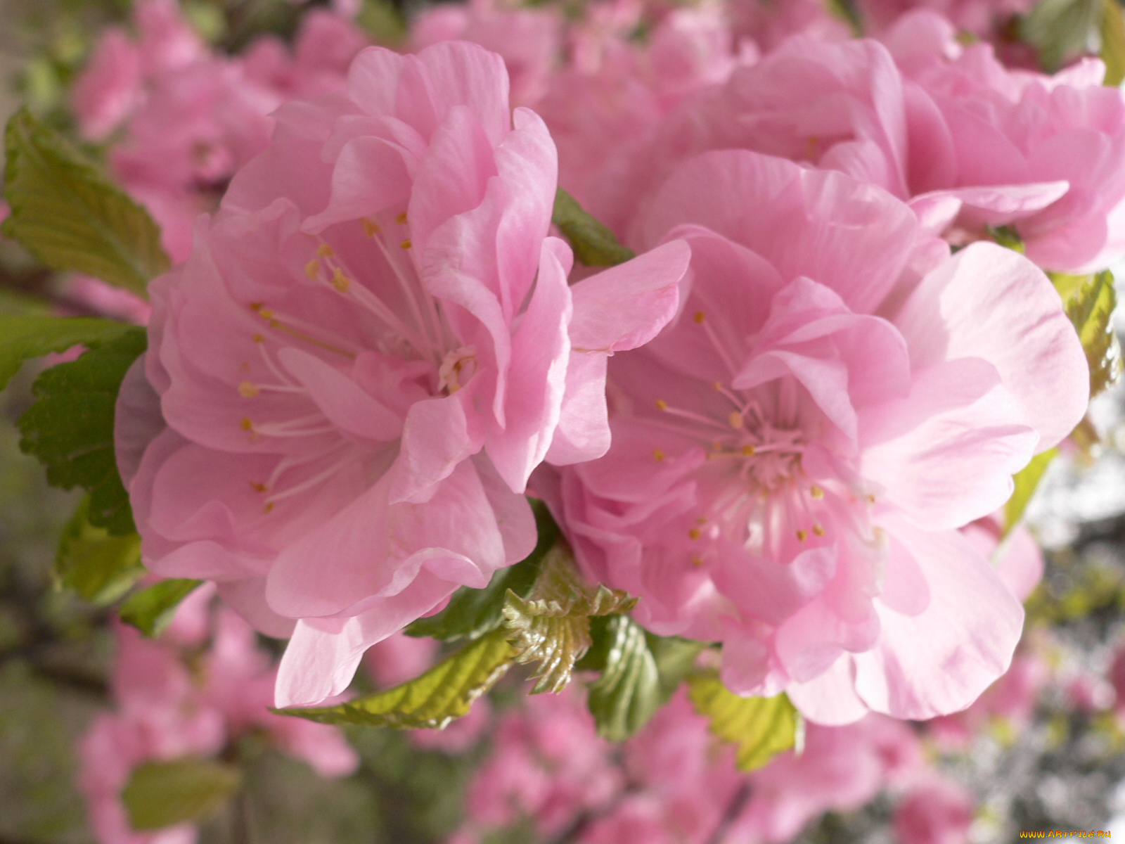 цветы, сакура, вишня