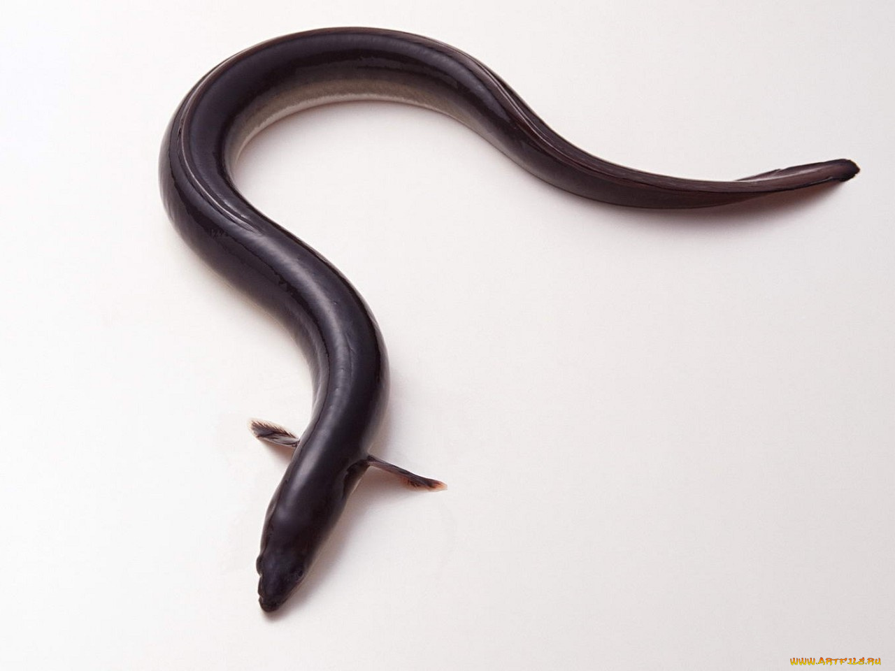 еда, рыба, морепродукты, суши, роллы