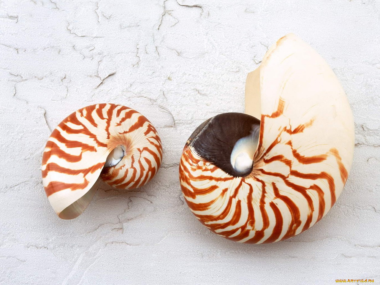 разное, ракушки, кораллы, декоративные, spa, камни