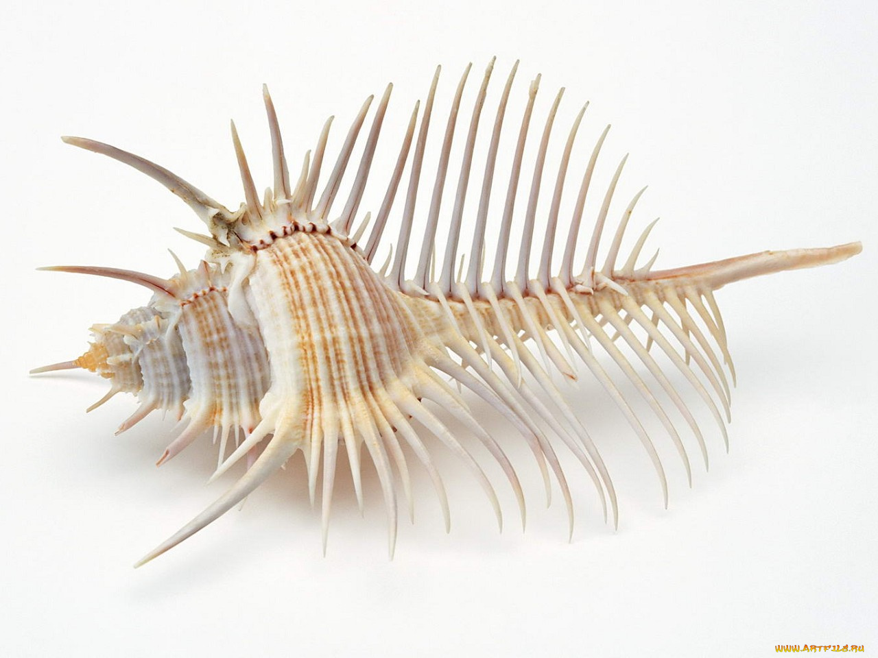 разное, ракушки, кораллы, декоративные, spa, камни