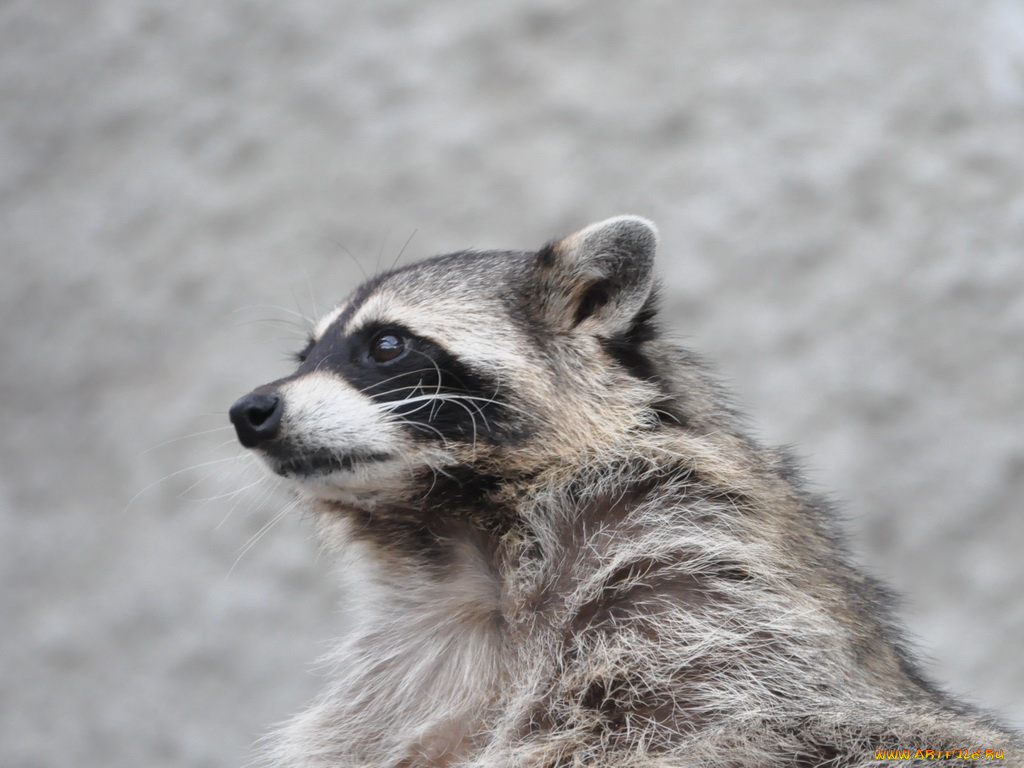 животные, еноты