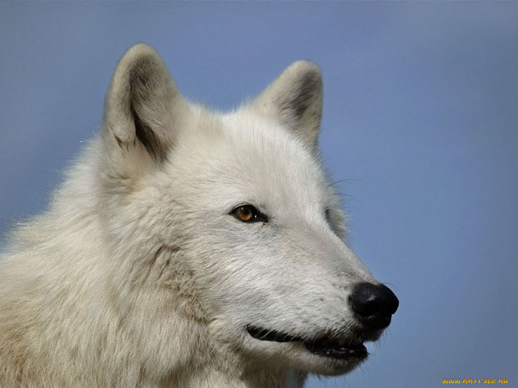 животные, волки