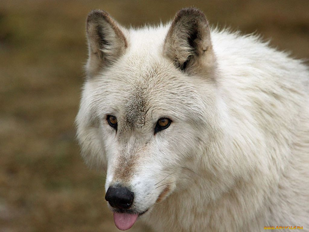 животные, волки
