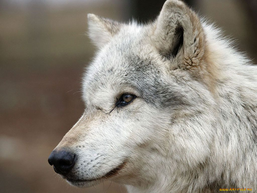 животные, волки