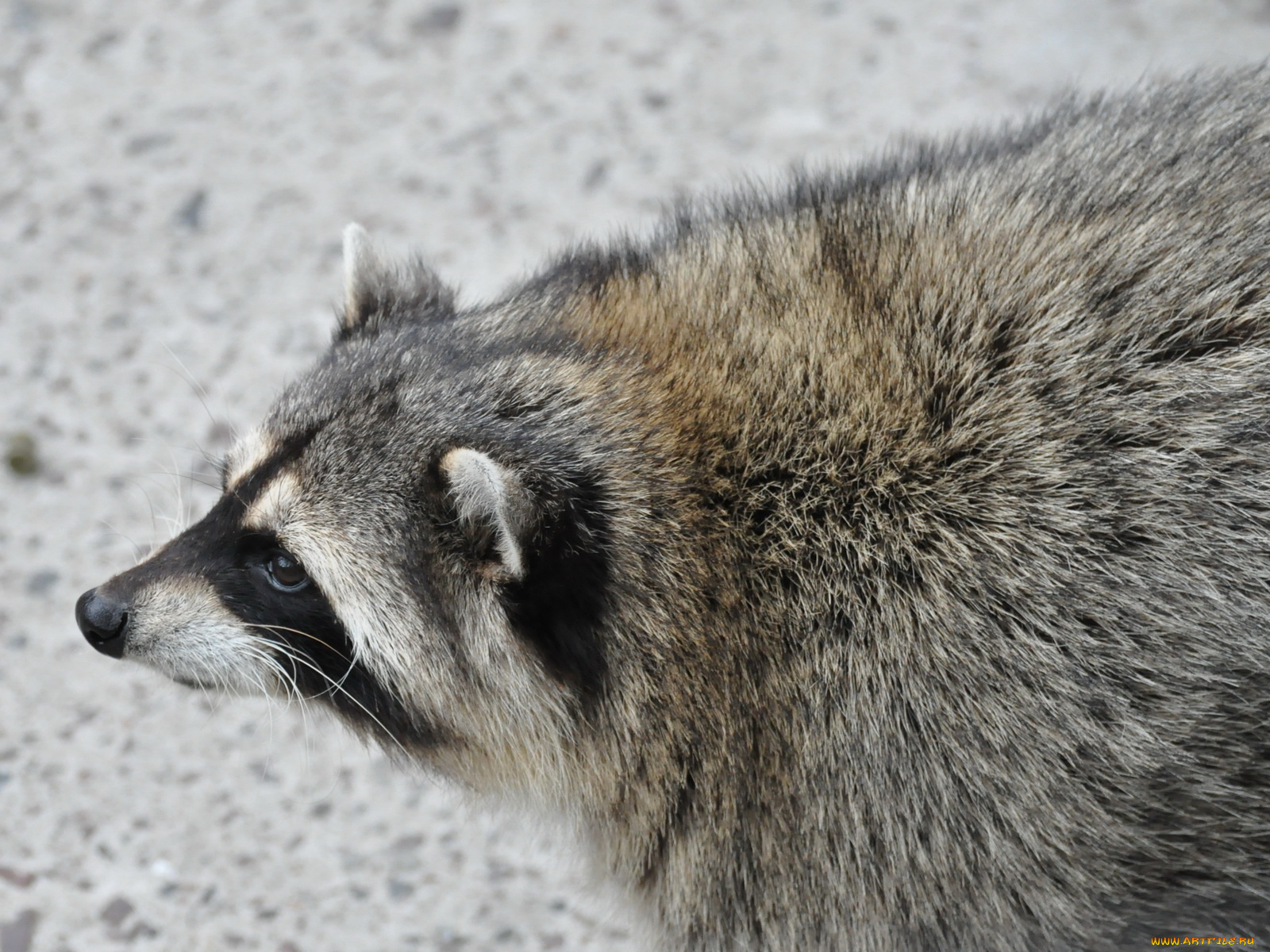 животные, еноты