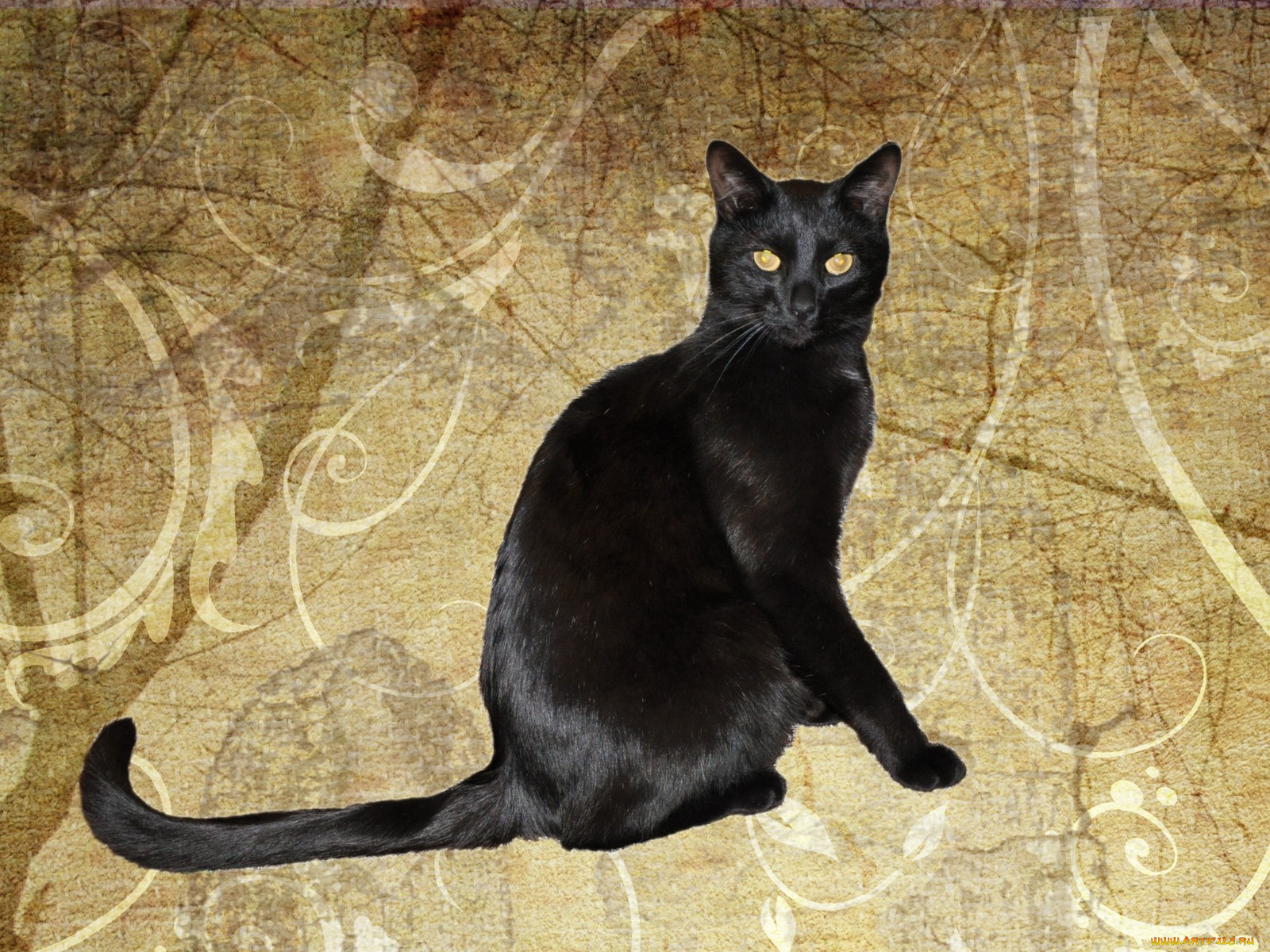 животные, коты