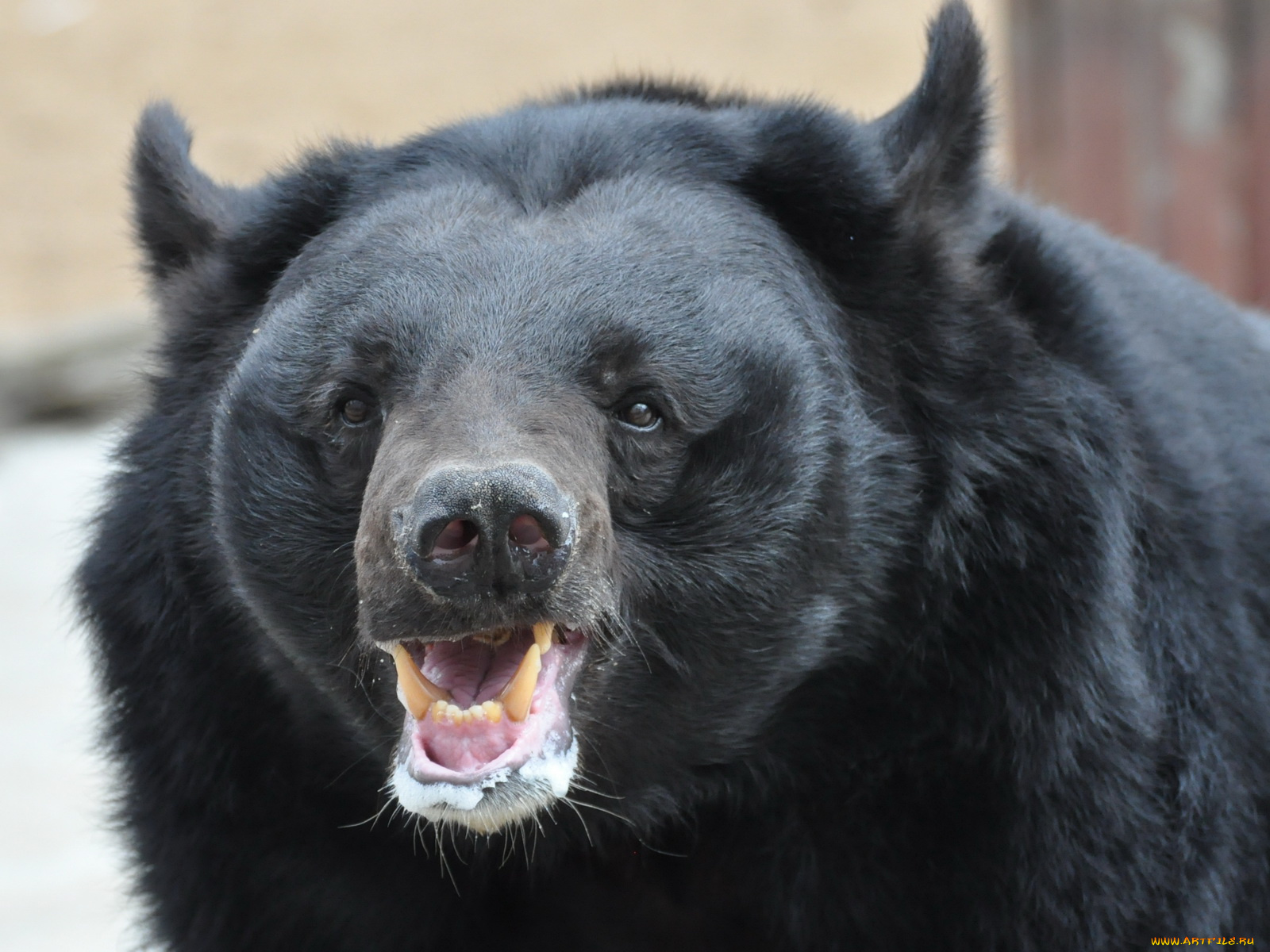 животные, медведи