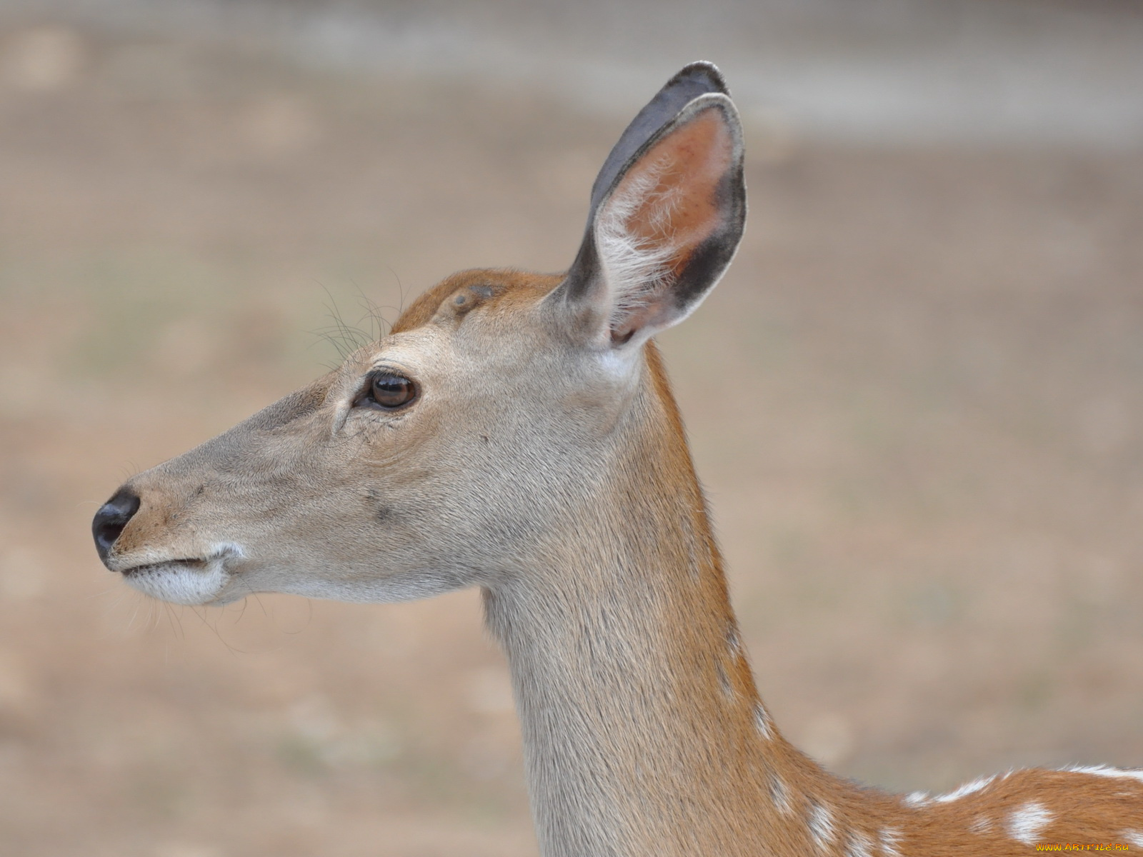 животные, олени