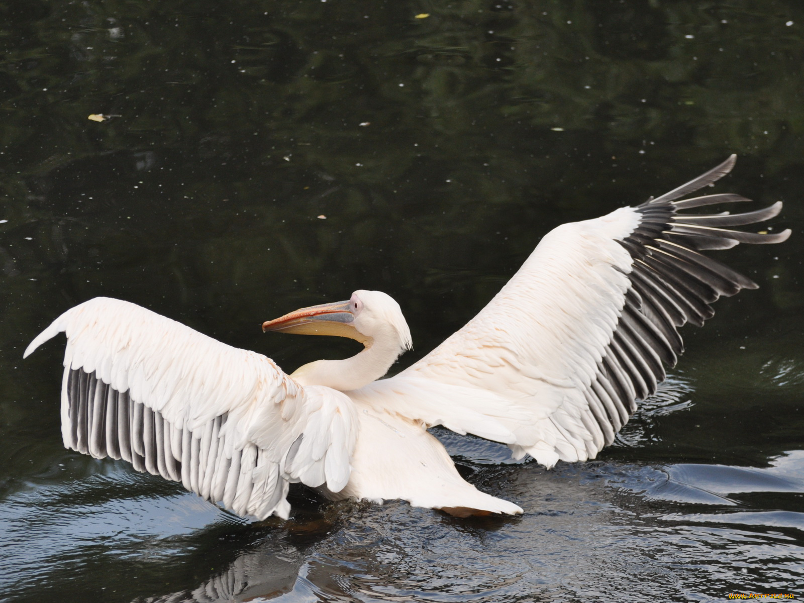 животные, пеликаны