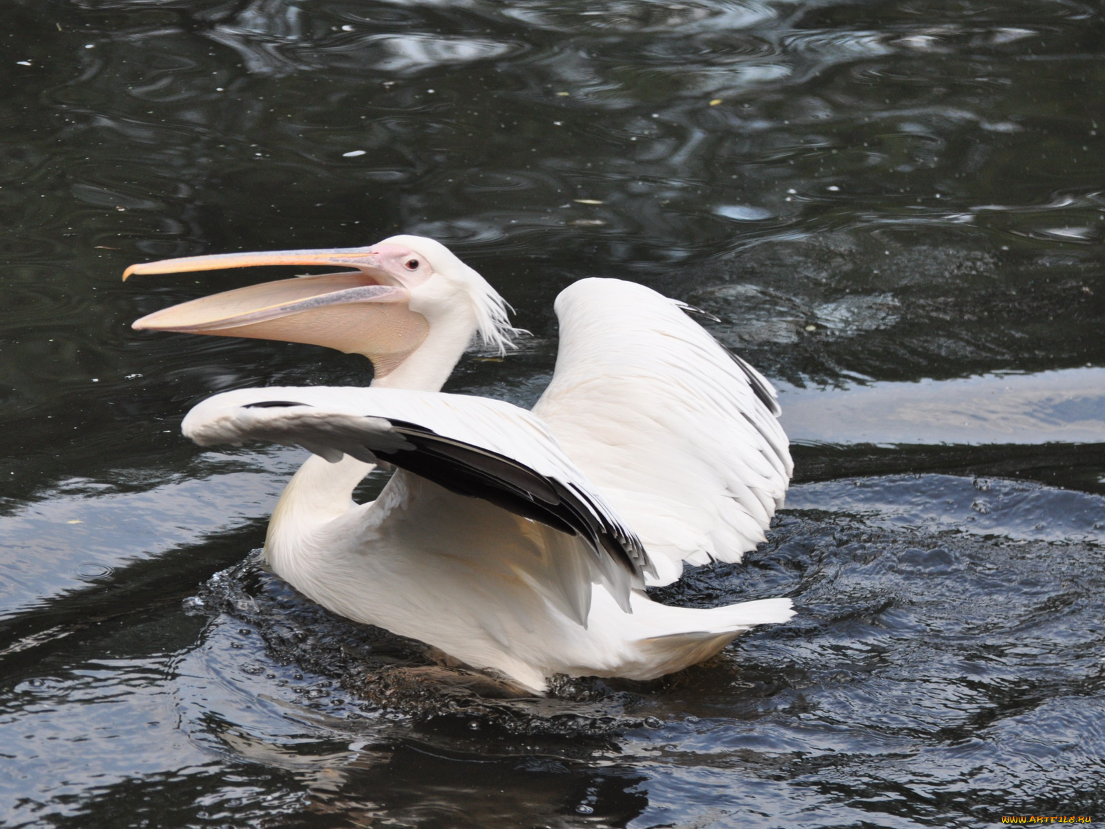 животные, пеликаны