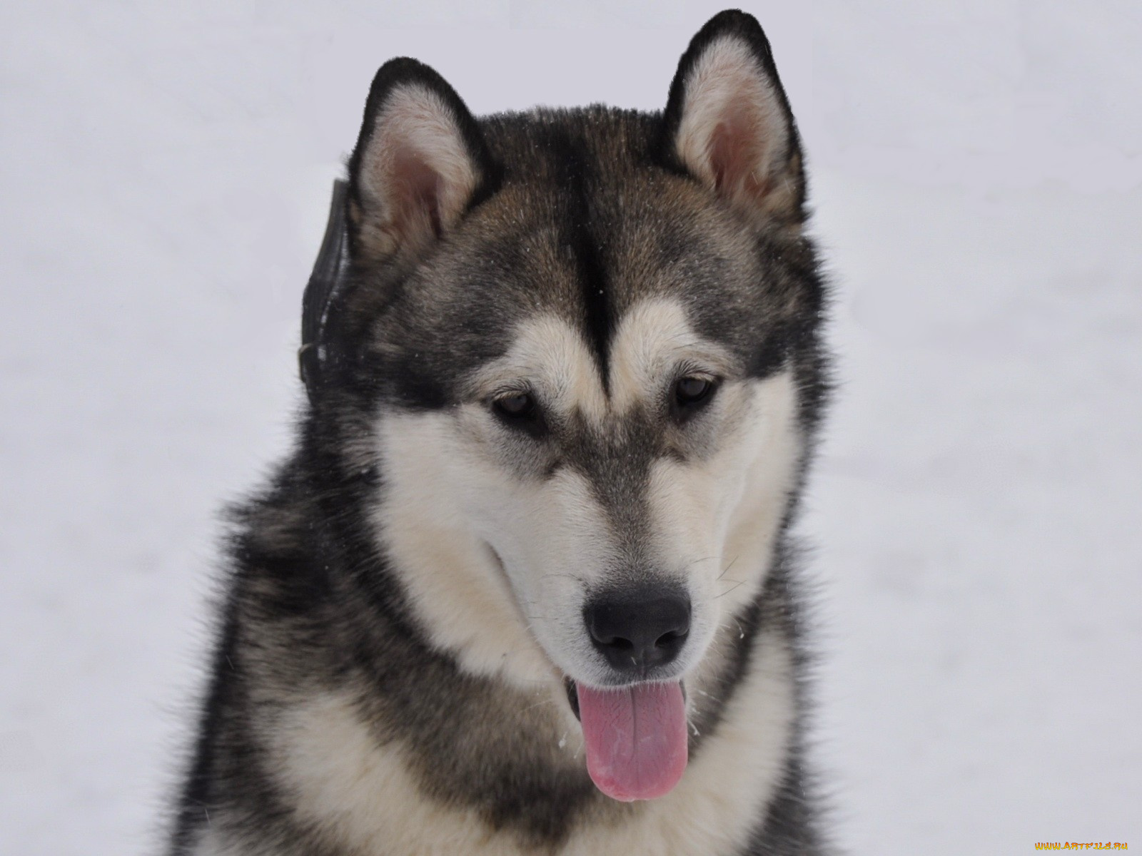 животные, собаки
