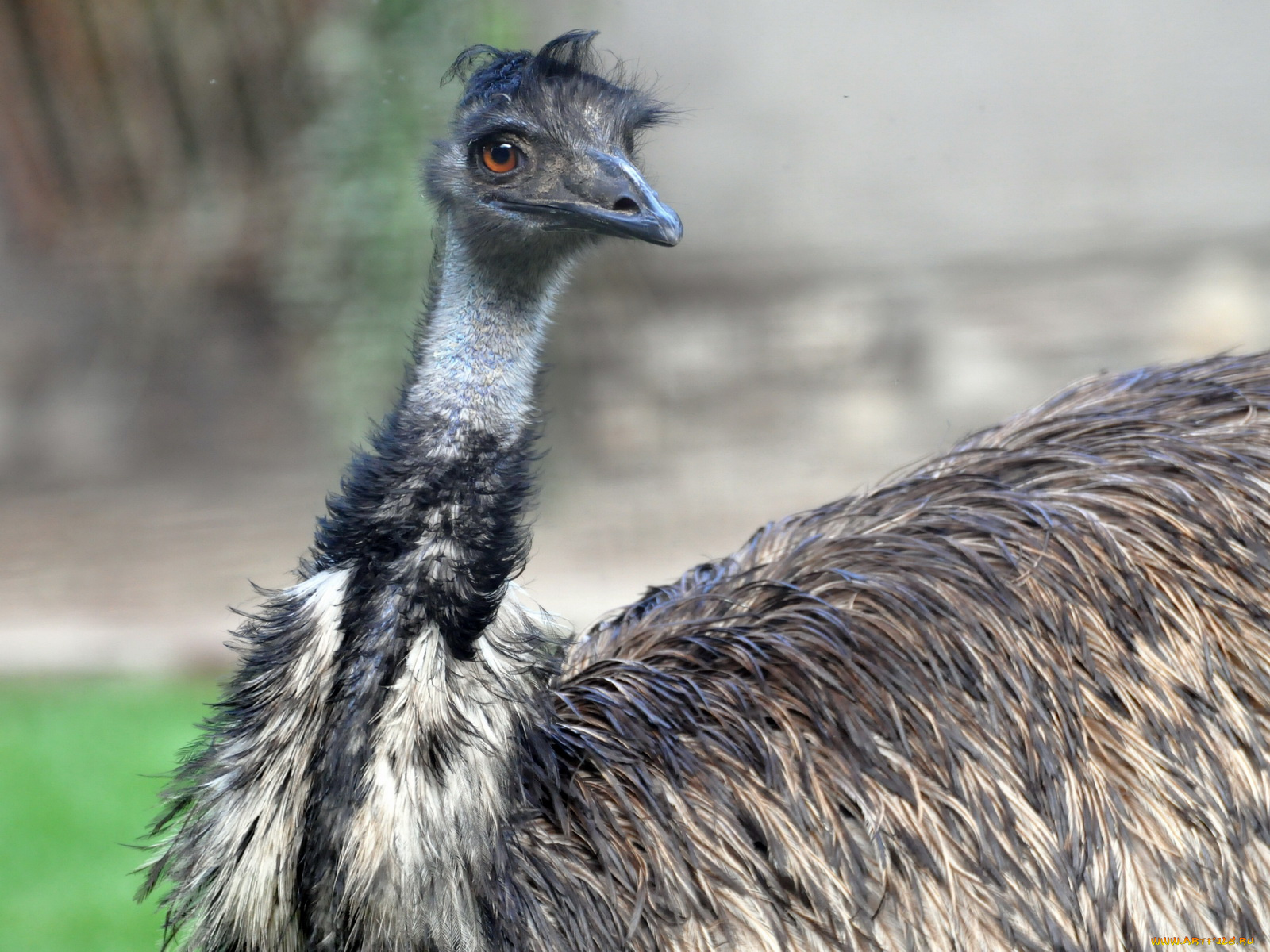 животные, страусы