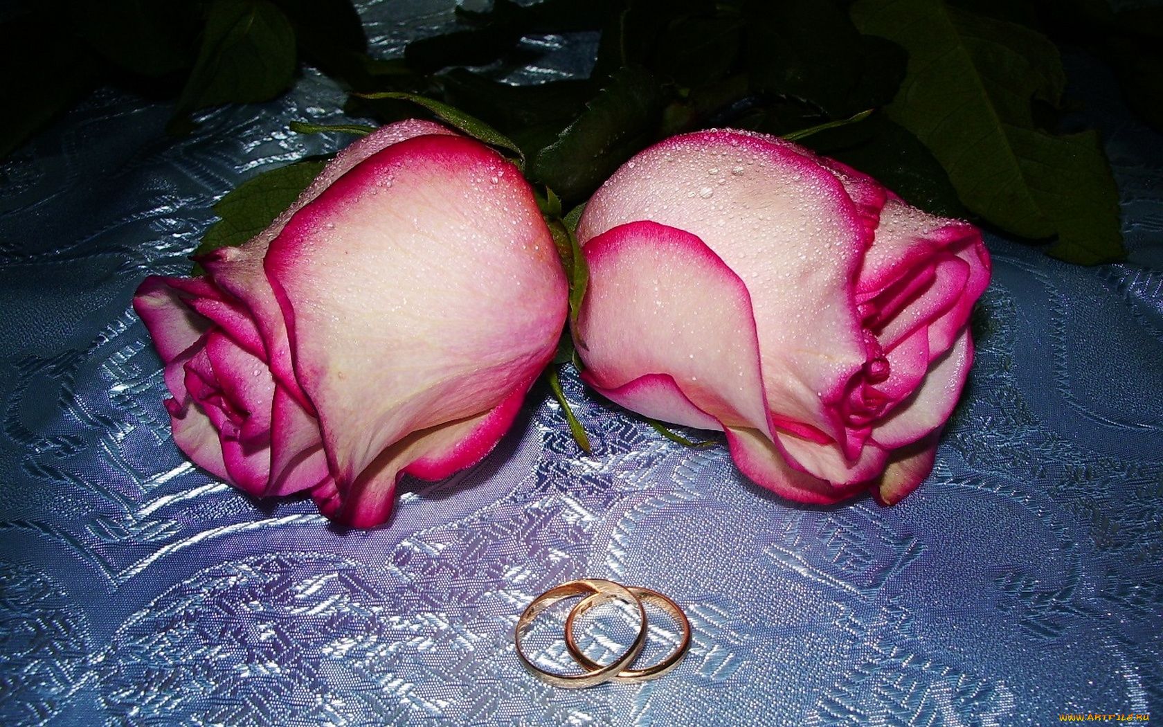 цветы, розы