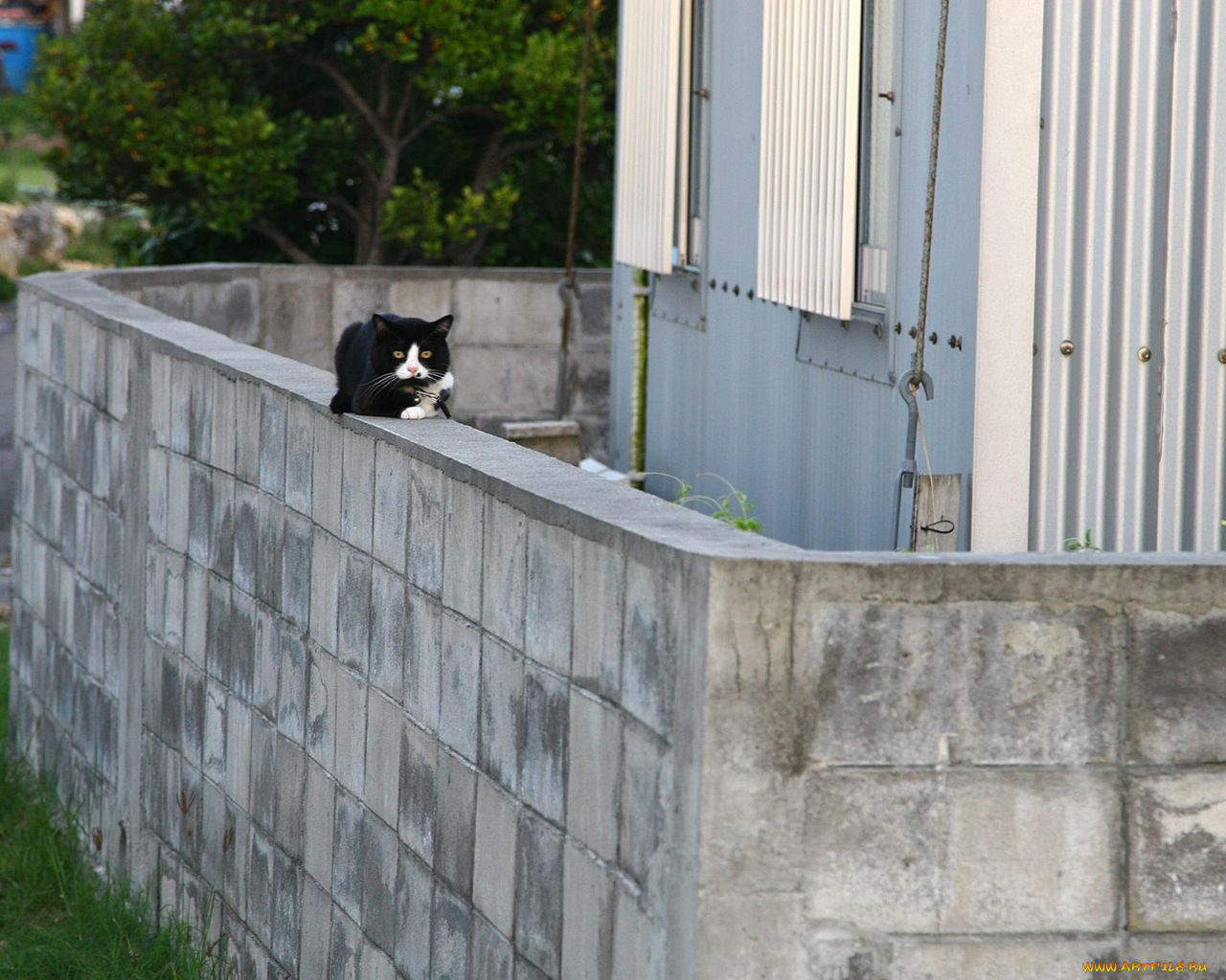 животные, коты