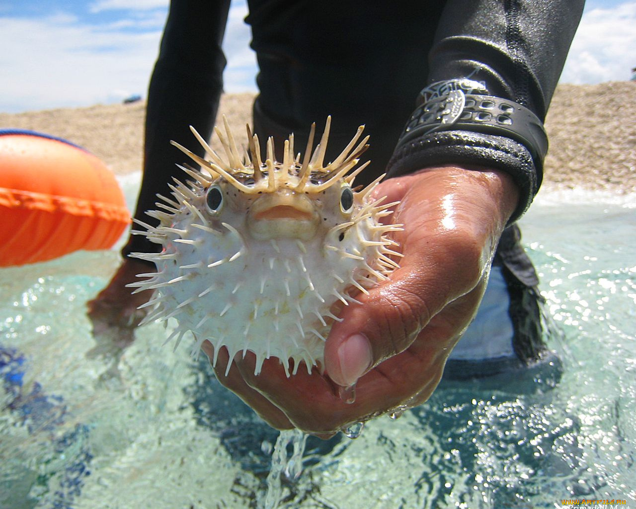 животные, морская, фауна