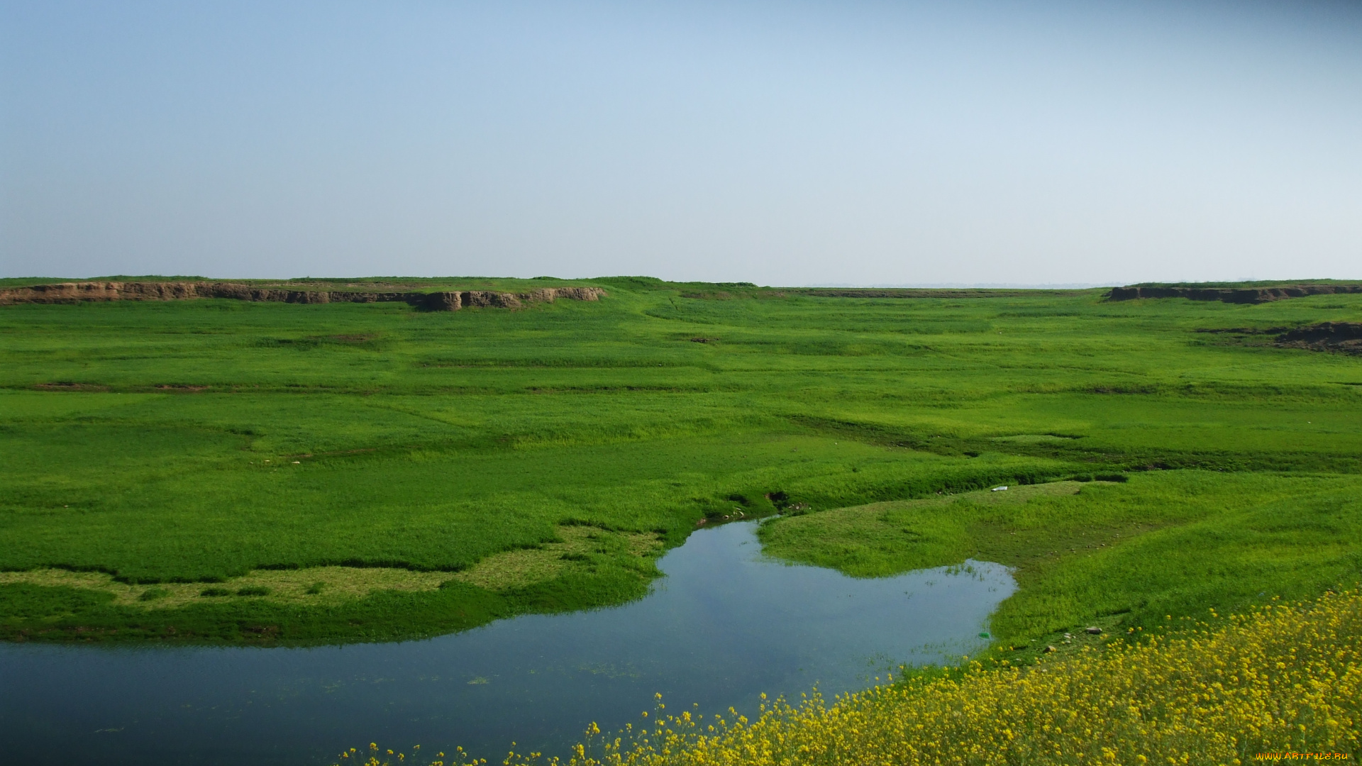 природа, луга