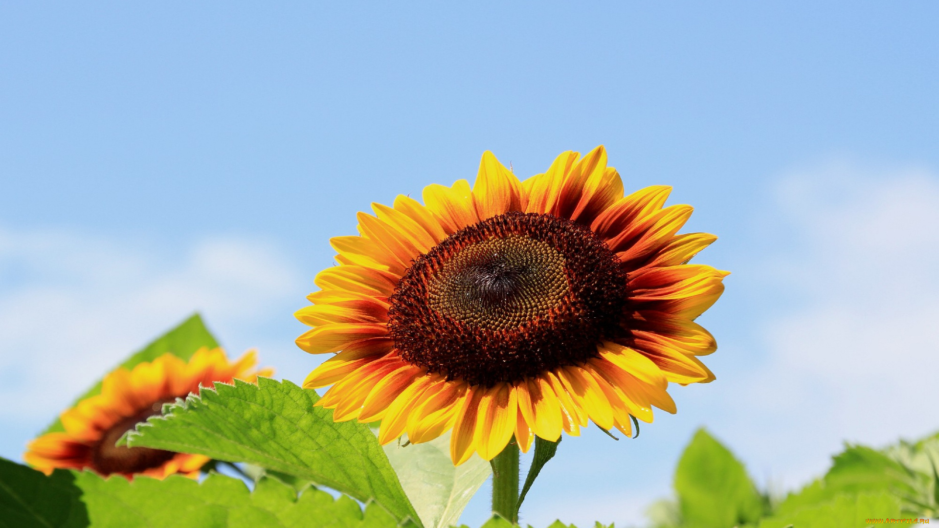 цветы, подсолнухи