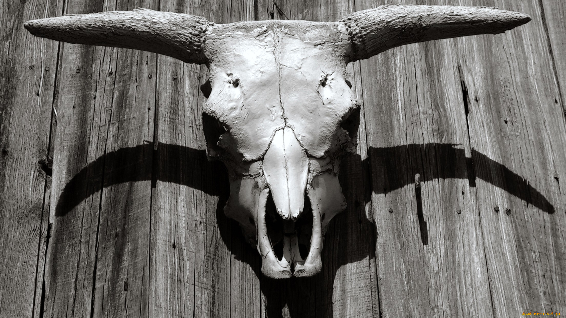 разное, кости, рентген, череп, рога