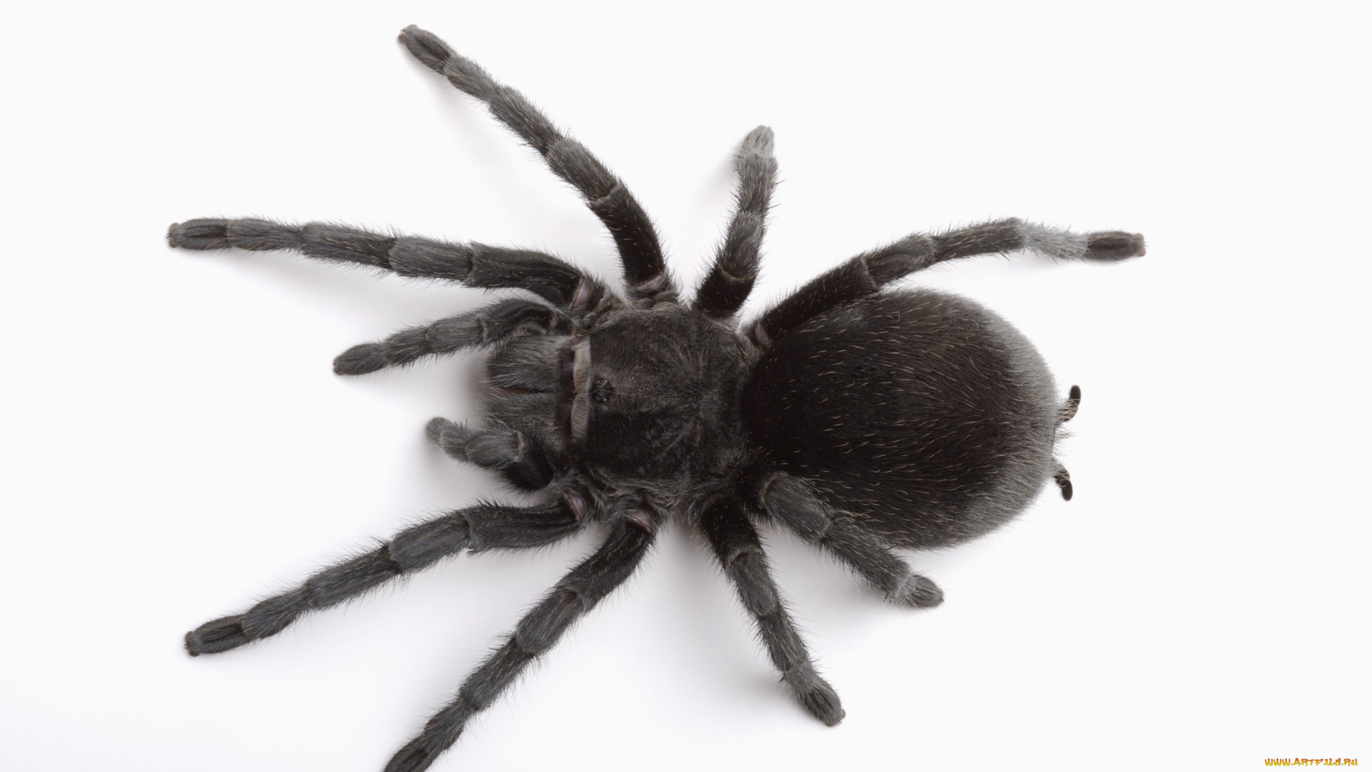 животные, пауки, паук
