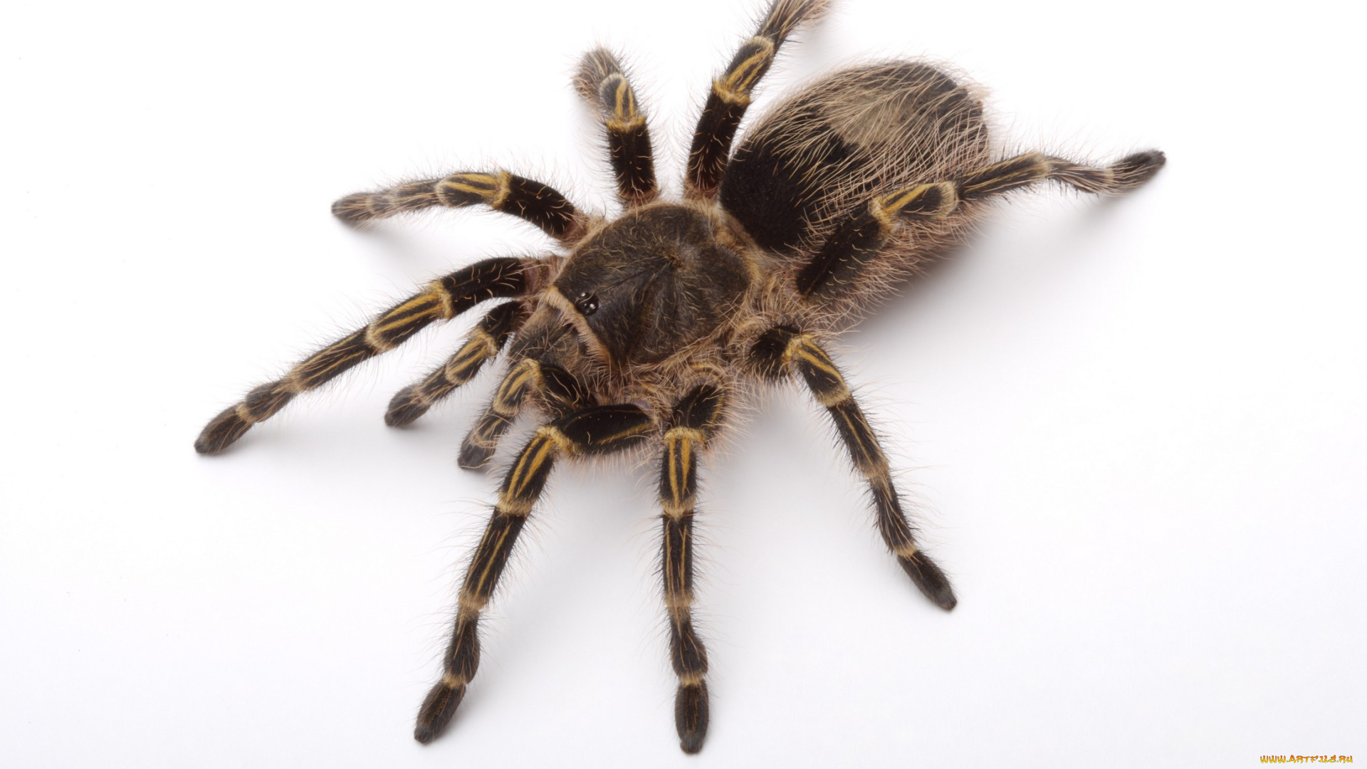 животные, пауки, паук