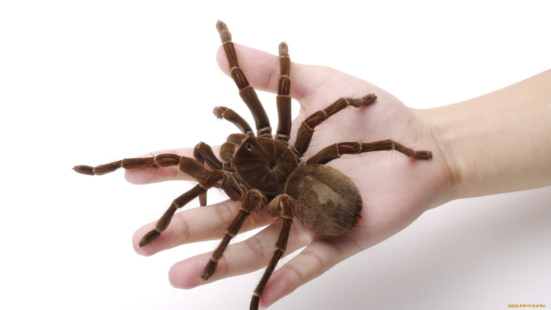 животные, пауки, паук