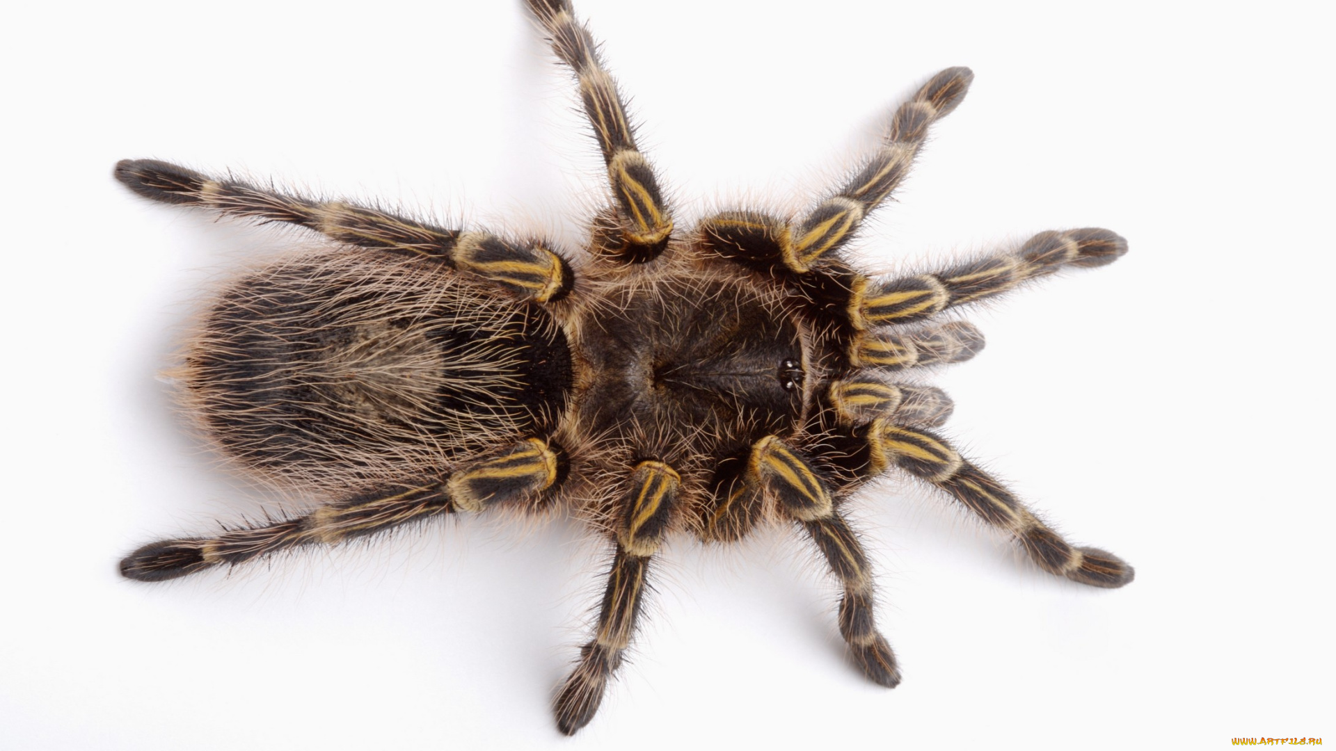 животные, пауки, паук, тарантул