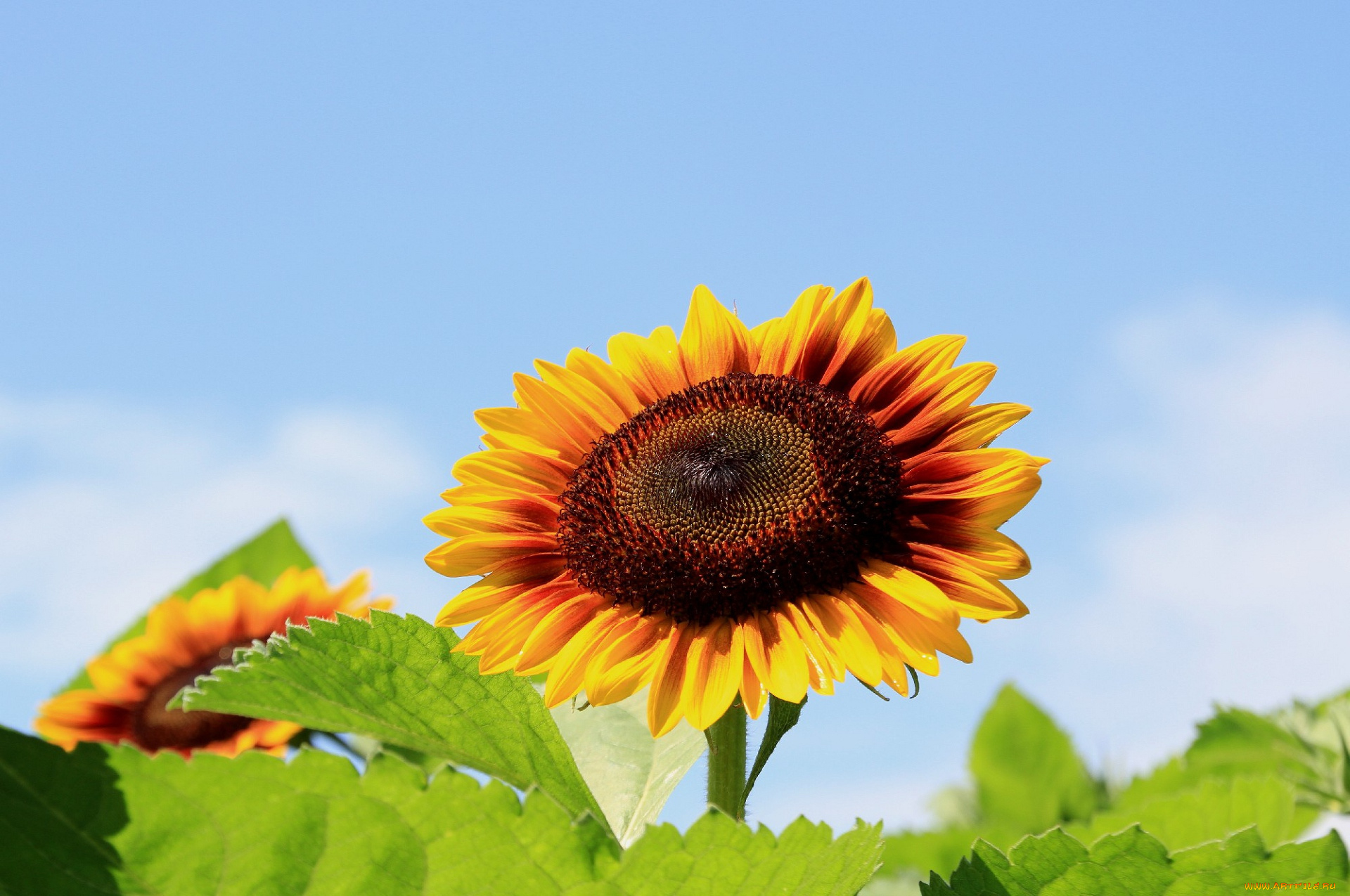 цветы, подсолнухи