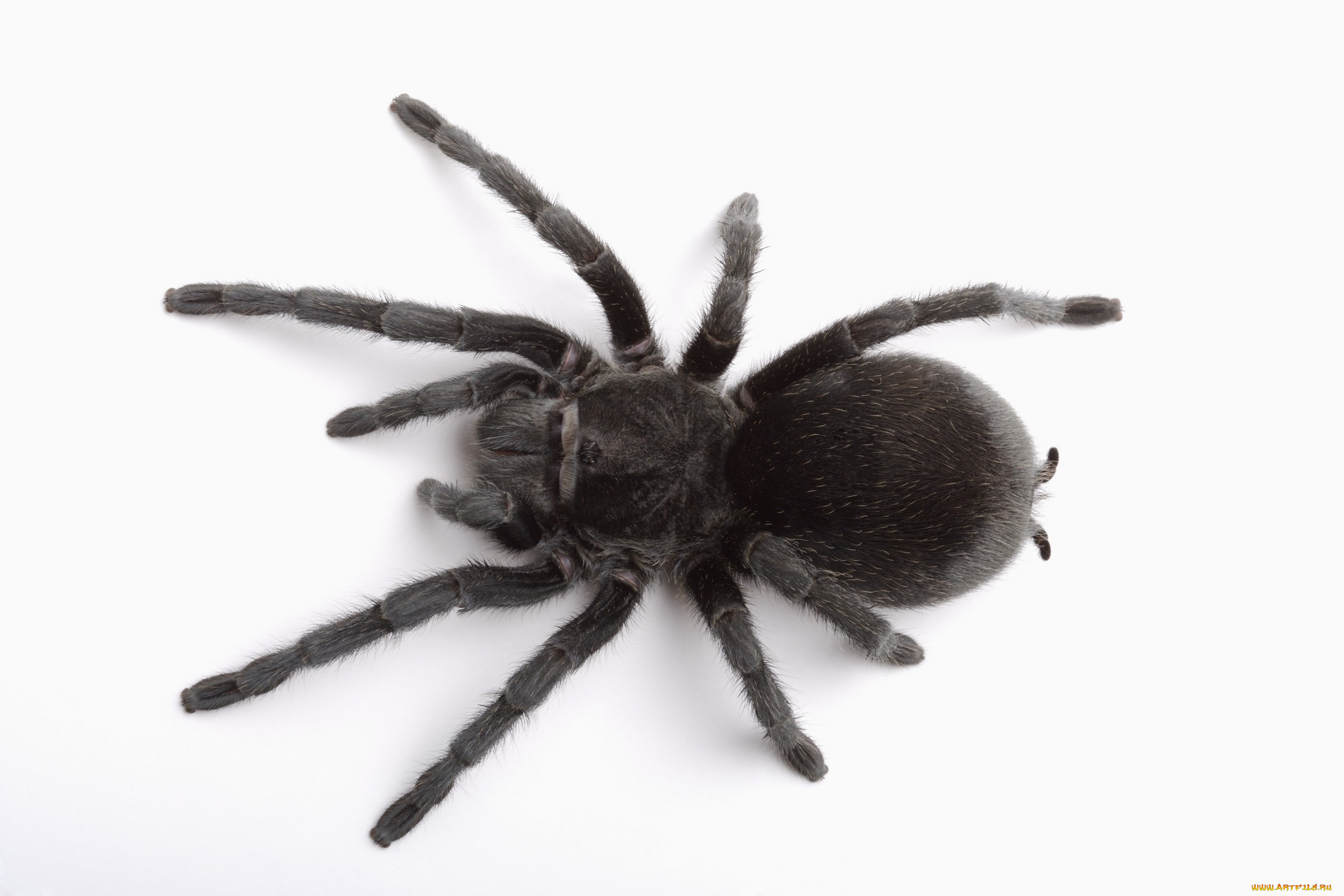 животные, пауки, паук