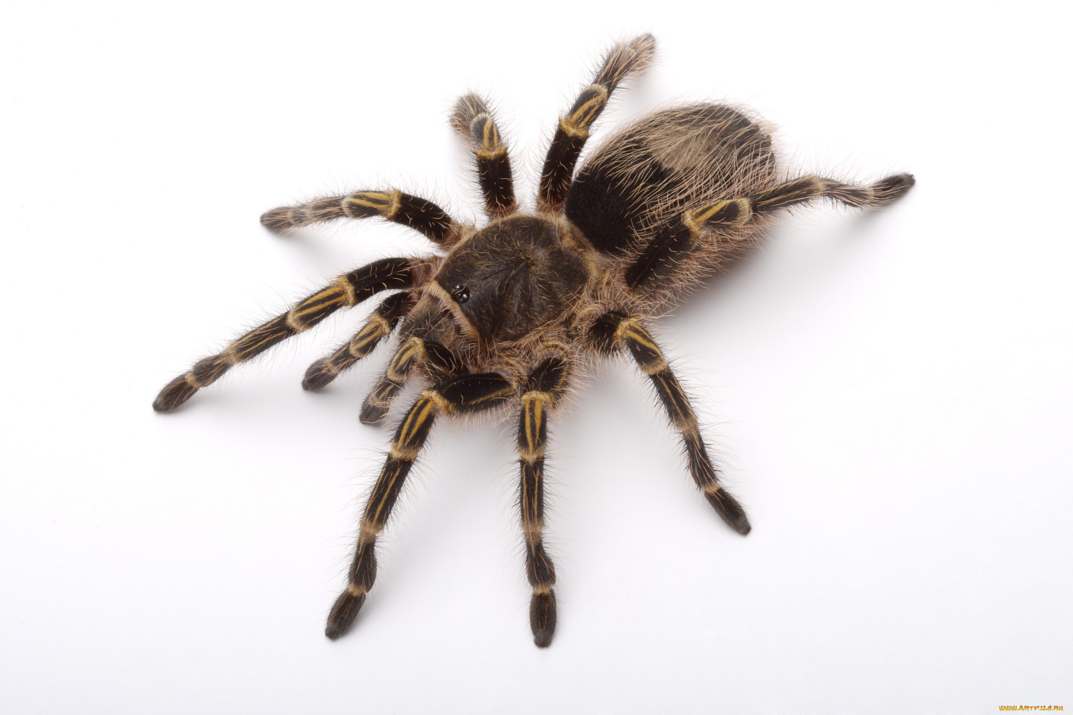 животные, пауки, паук