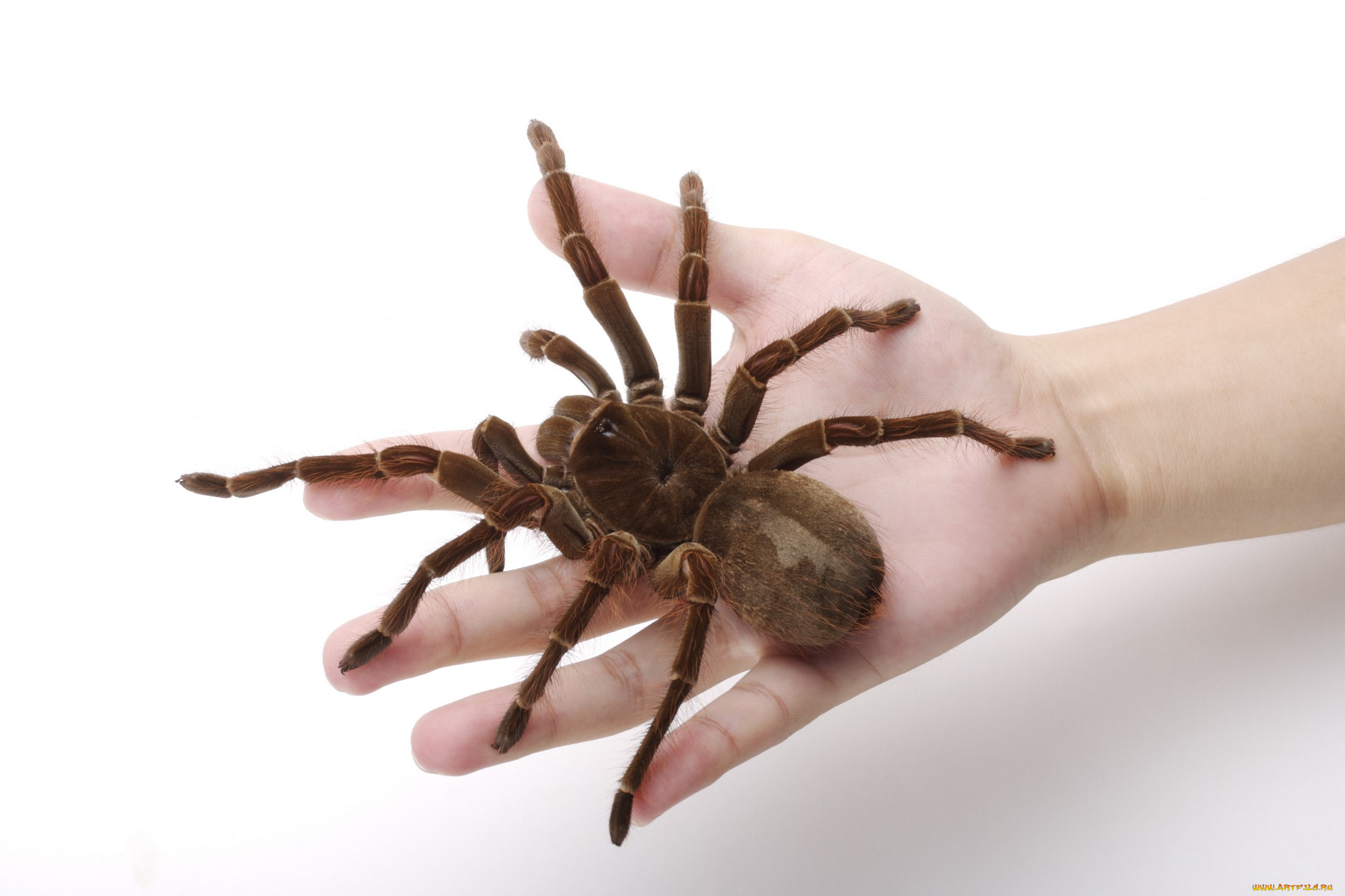 животные, пауки, паук