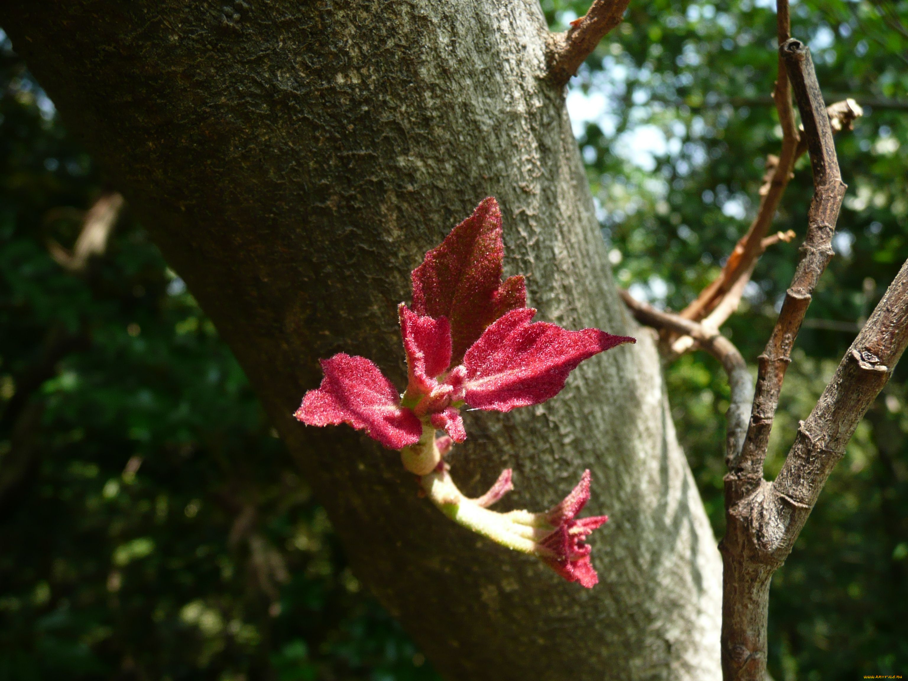 цветы, цветущие, деревья, кустарники, цветок