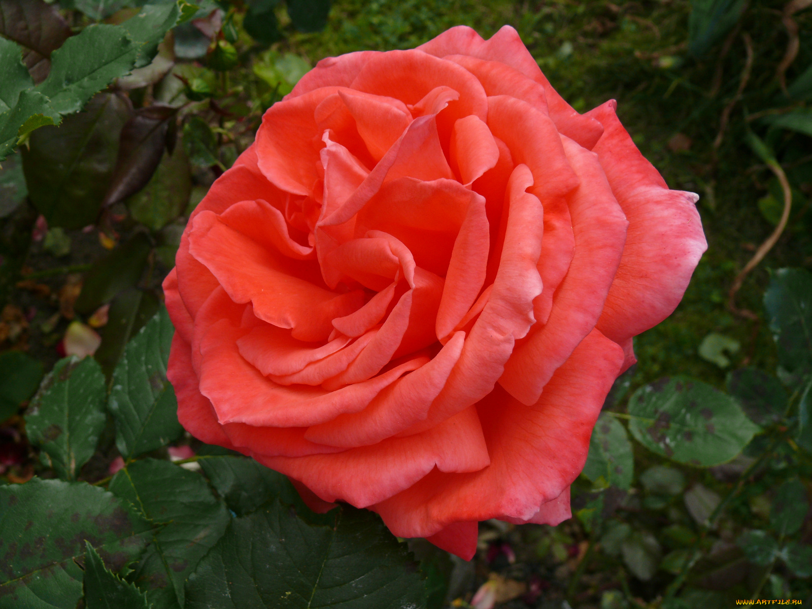 цветы, розы, роза