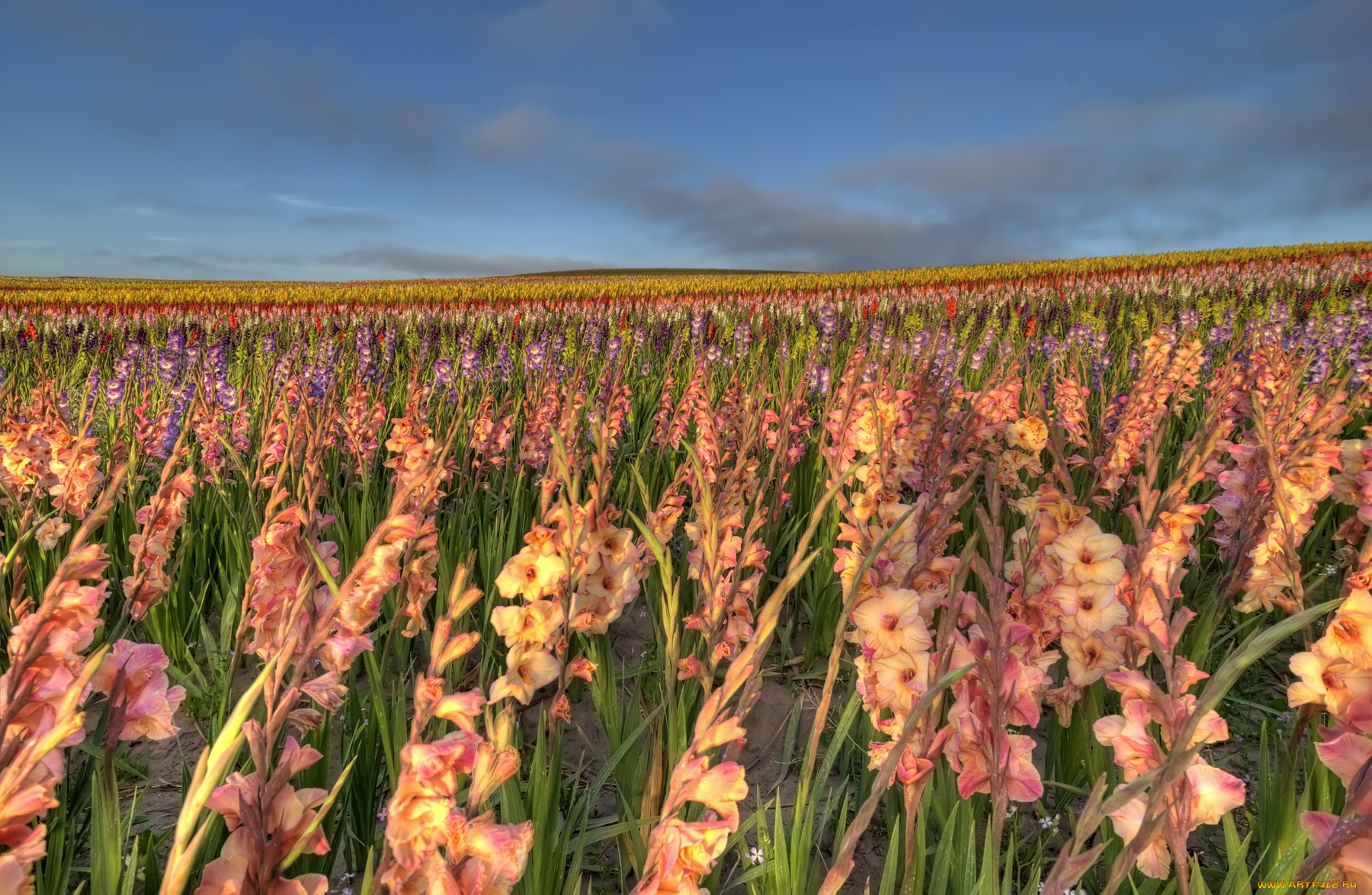 цветы, гладиолусы, кремовый, много