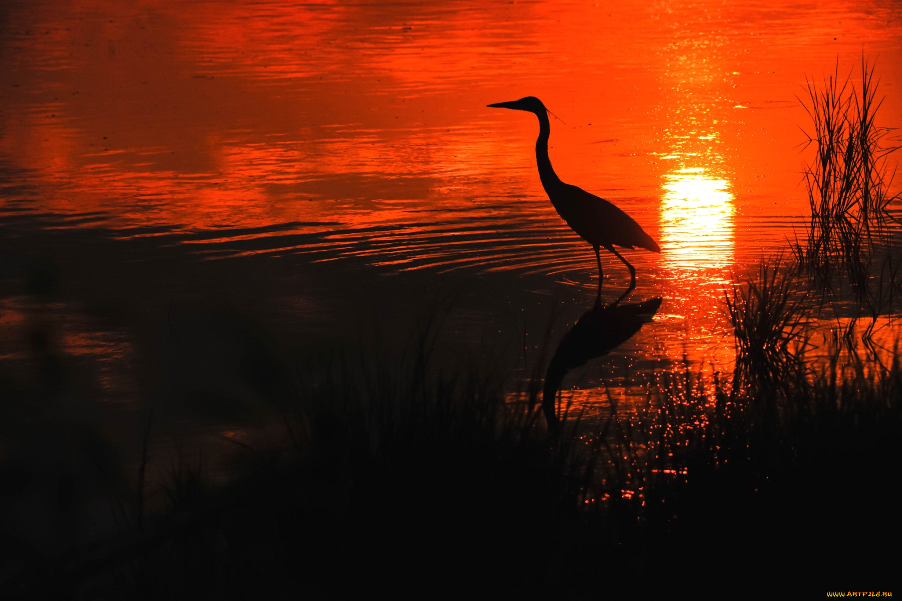 животные, цапли, закат, солнце