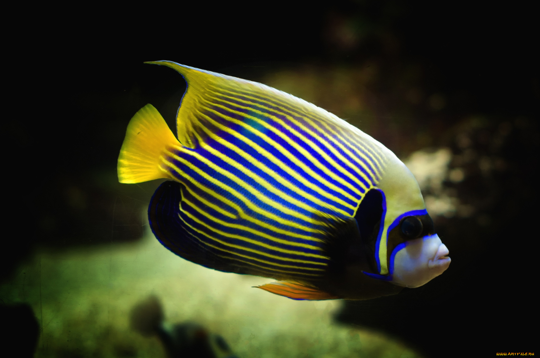 животные, рыбы, тропический, полосатый