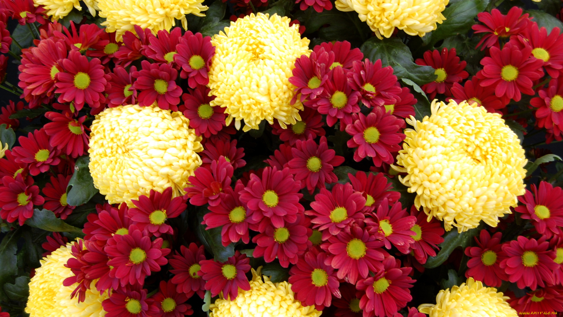 цветы, хризантемы, misty, primrose, dublin