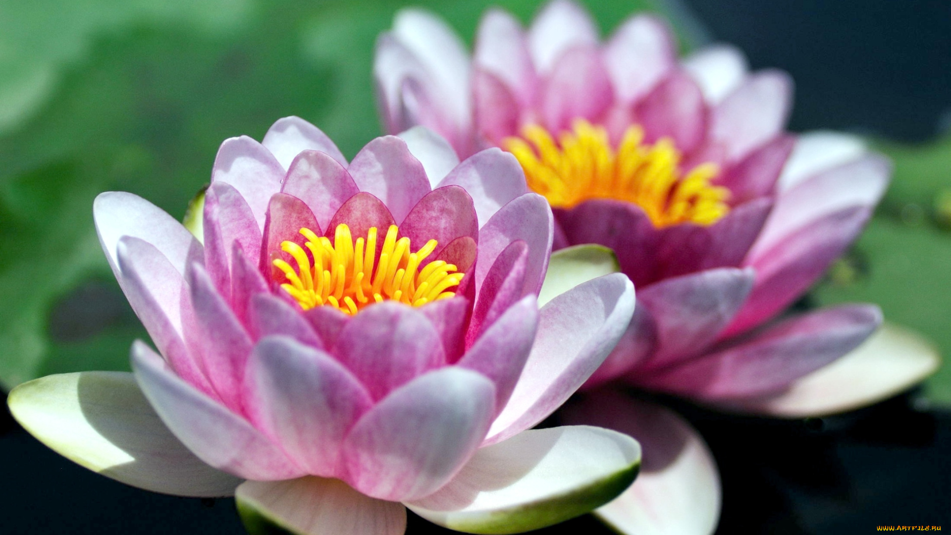 цветы, лилии, водяные, нимфеи, кувшинки, розовый