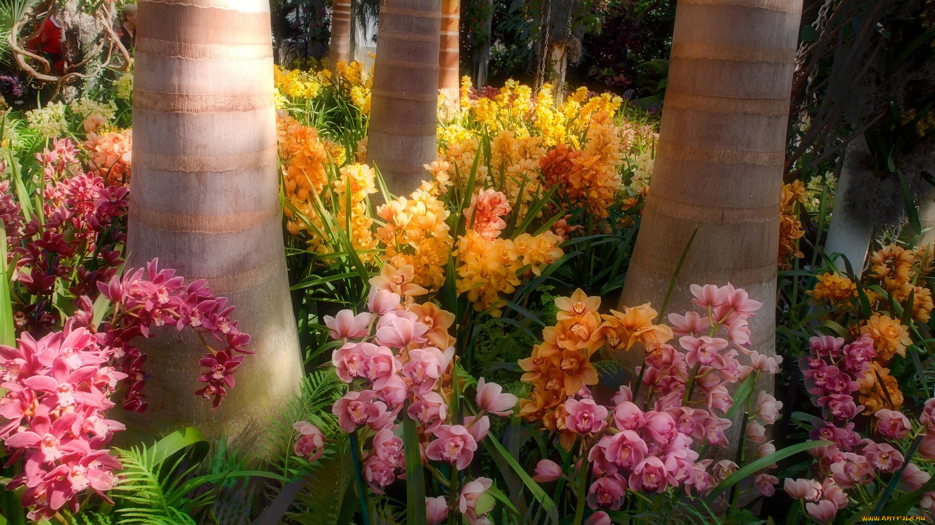 цветы, орхидеи, экзотика, оранжевый, розовый