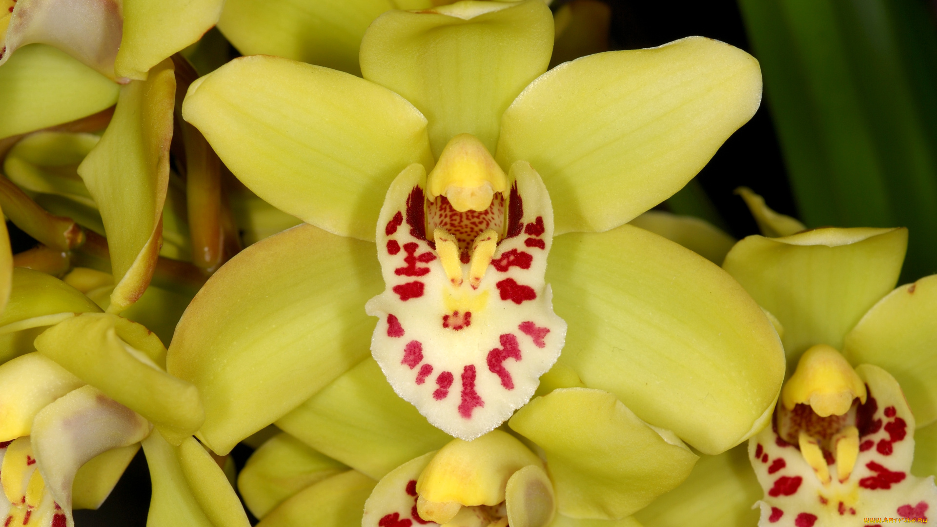 цветы, орхидеи, лепестки, экзотика