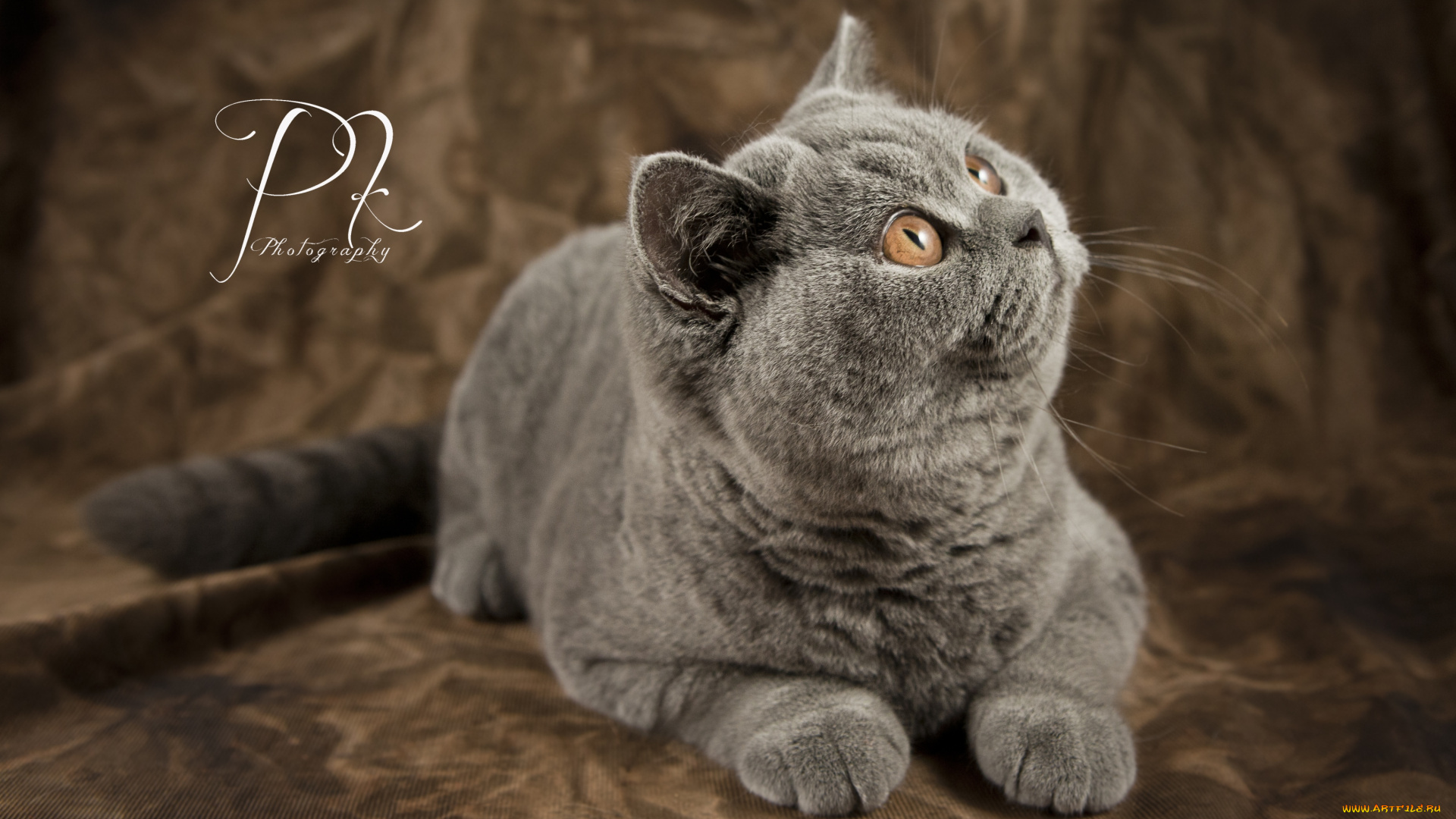 животные, коты, британец, шерсть