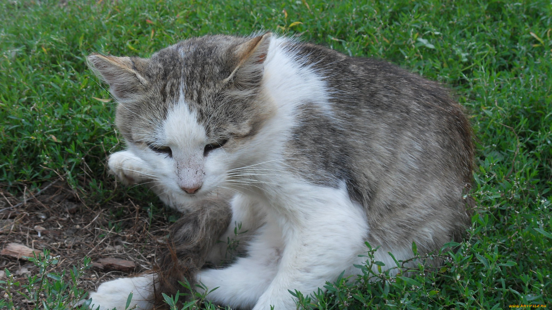 животные, коты, кот
