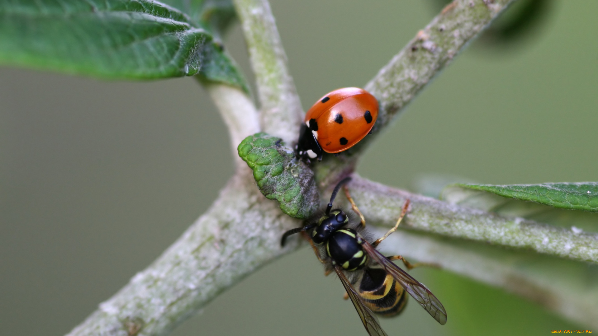 животные, насекомые, божья, коровка, оса, ветка