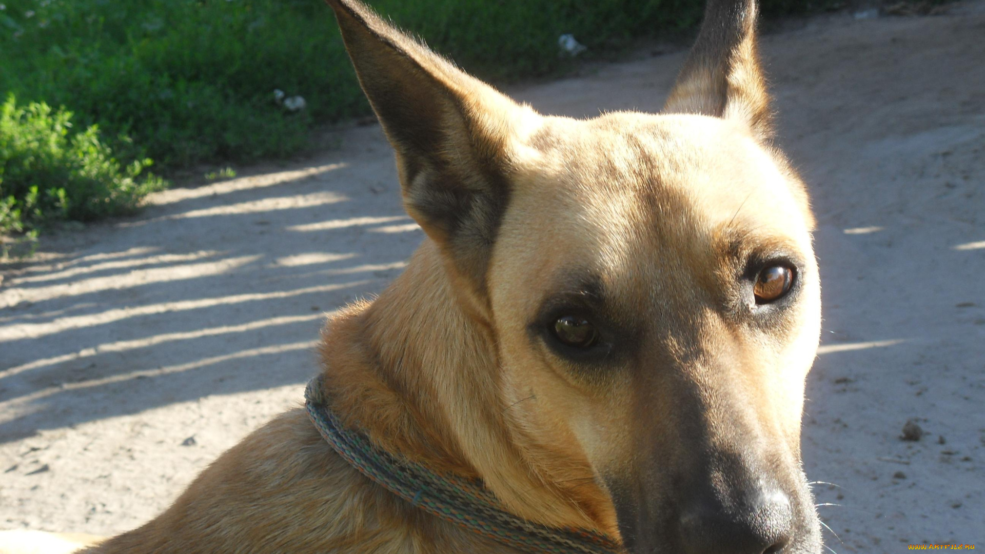 животные, собаки, собака