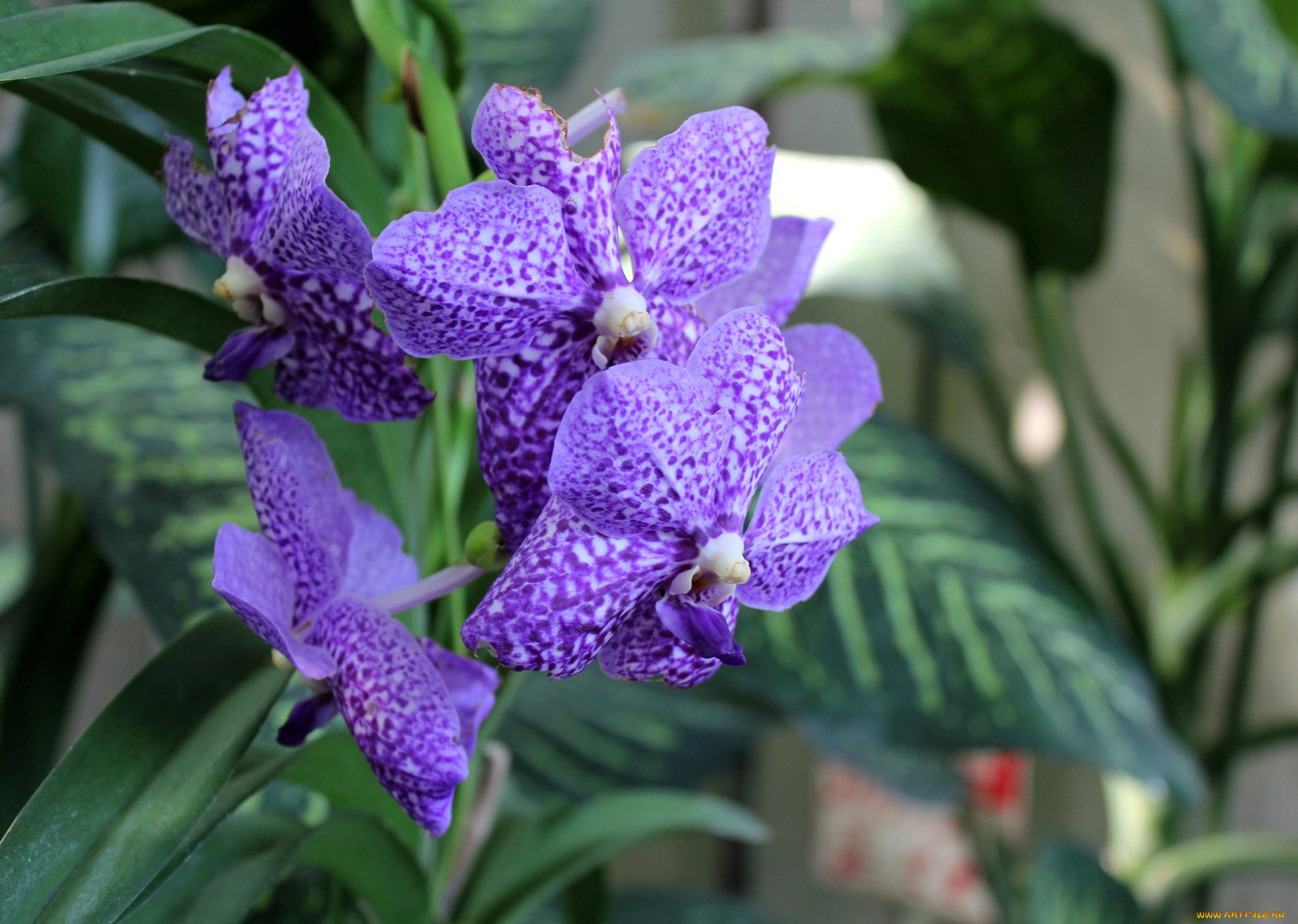 цветы, орхидеи