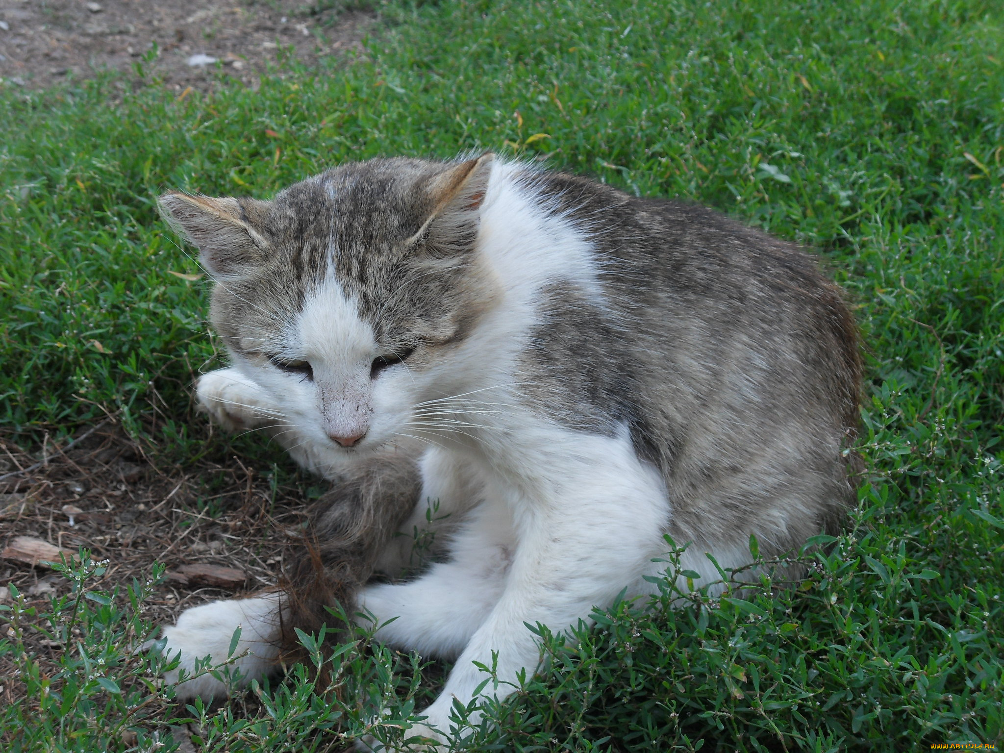животные, коты, кот