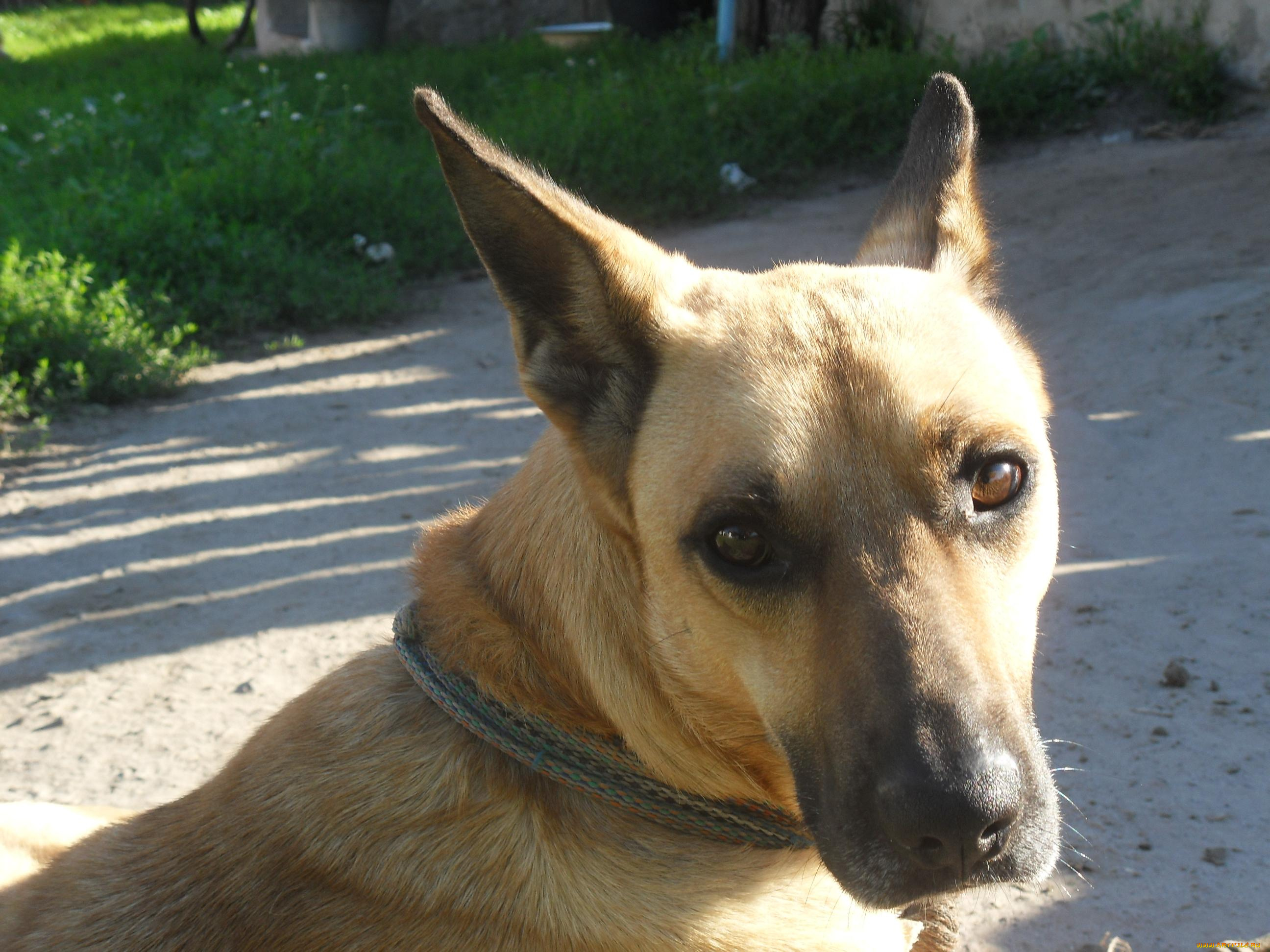 животные, собаки, собака