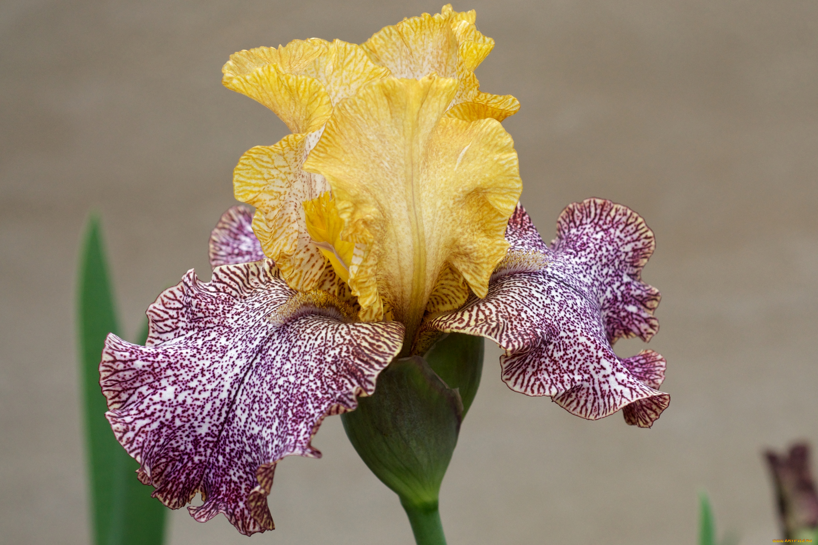 цветы, ирисы, пестрый, лепестки