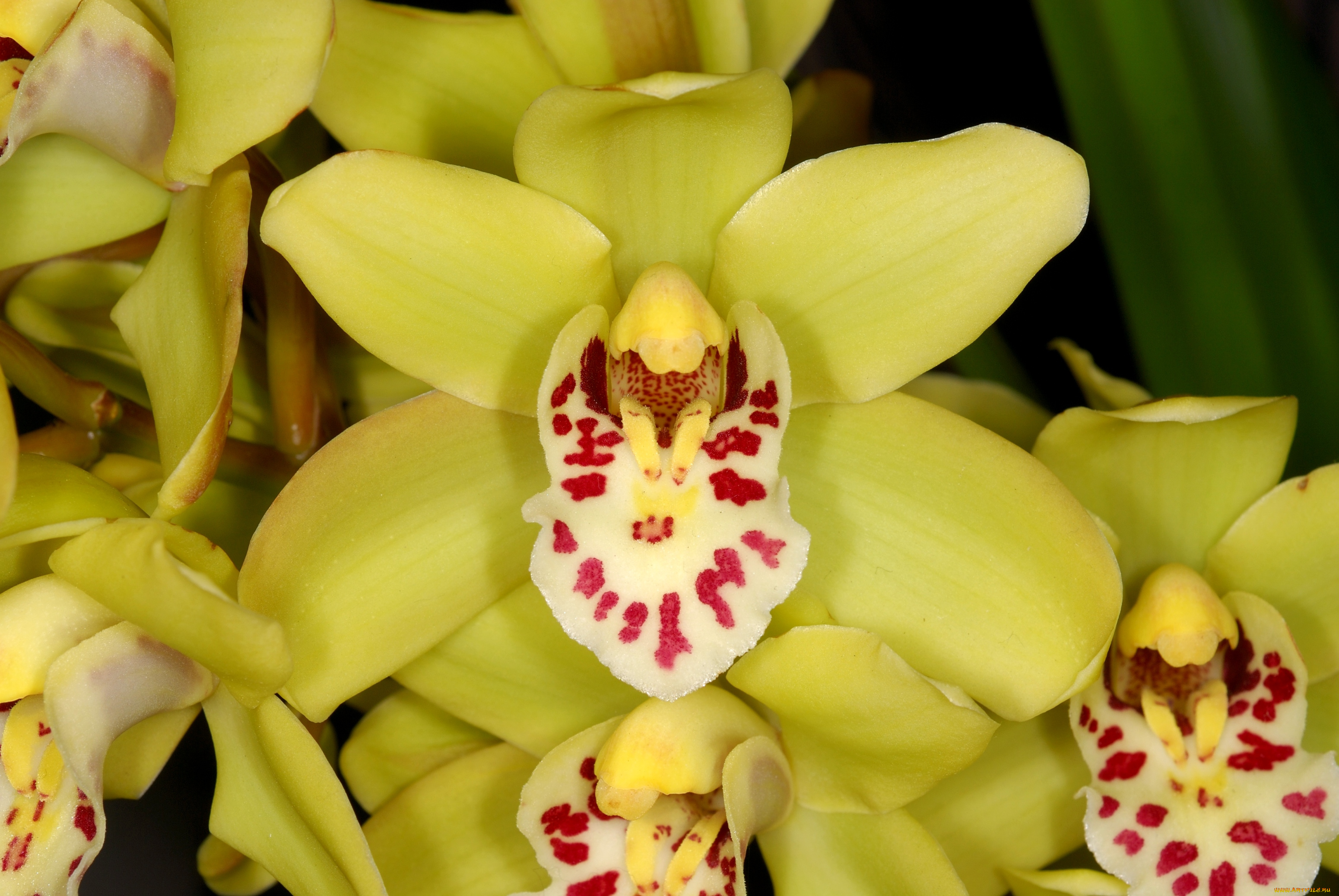 цветы, орхидеи, лепестки, экзотика