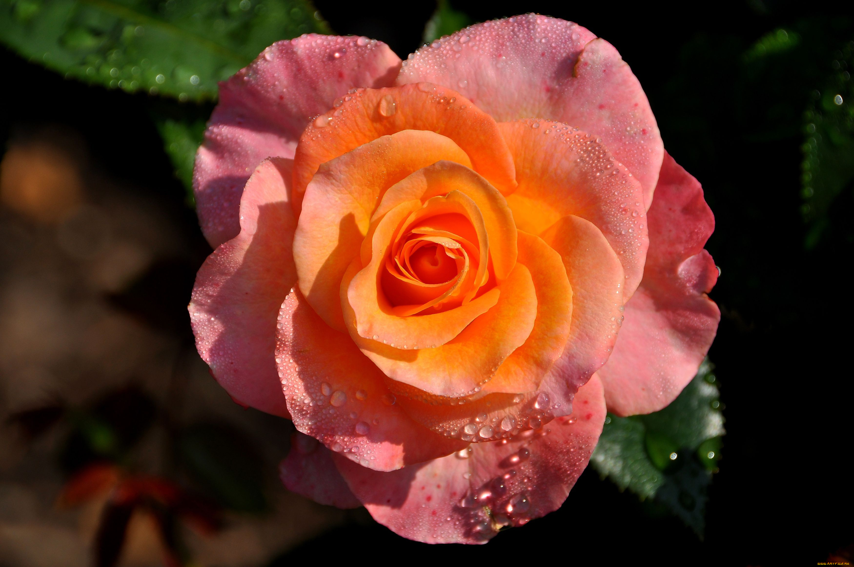 цветы, розы, лепестки, розовый